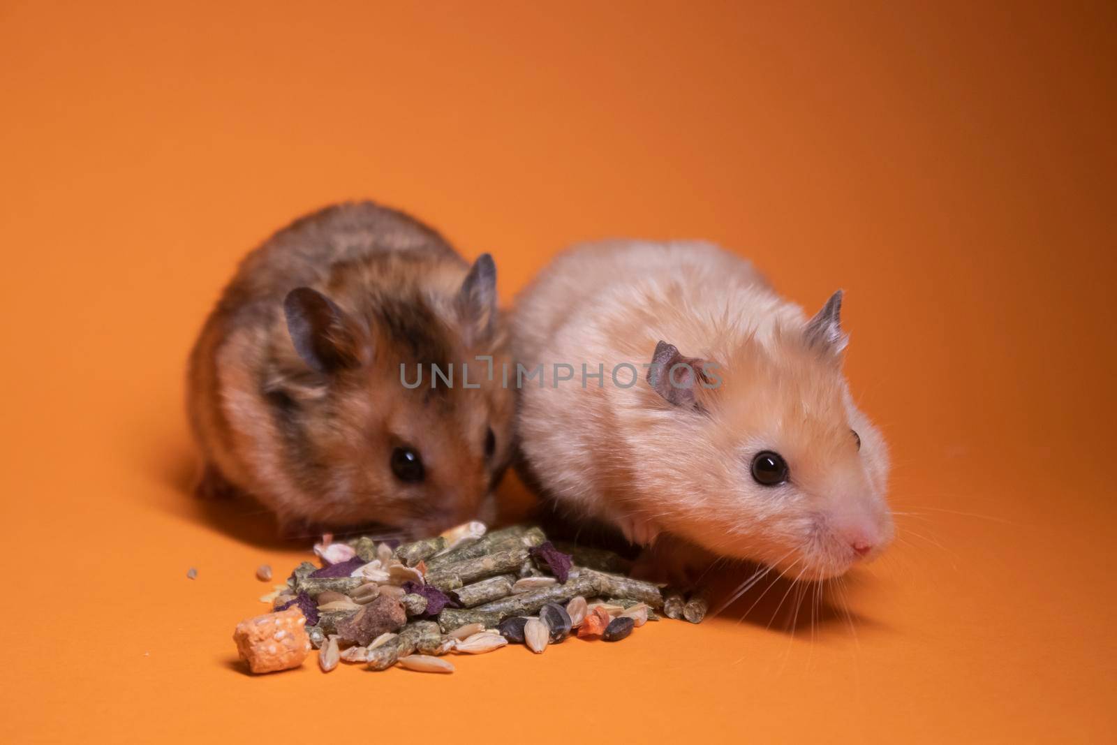 two, brown and beige, hamsters mouses eating food for rodents isolated on orange background. pets, pest by oliavesna