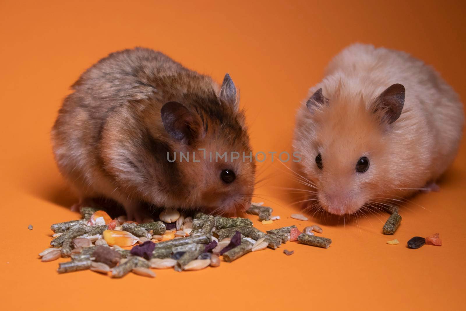 two, brown and beige, hamsters mouses eating food for rodents isolated on orange background. pets, pest by oliavesna