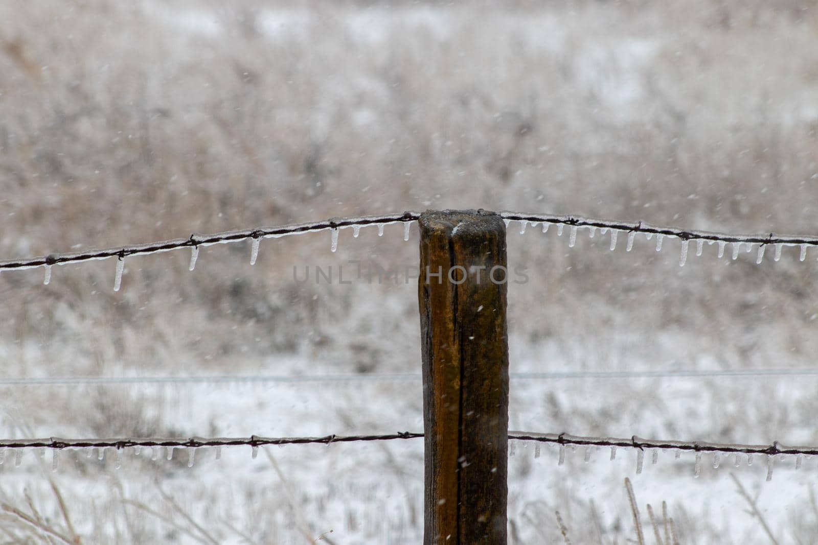 Ice covered barb wire fence and wooden post by gena_wells