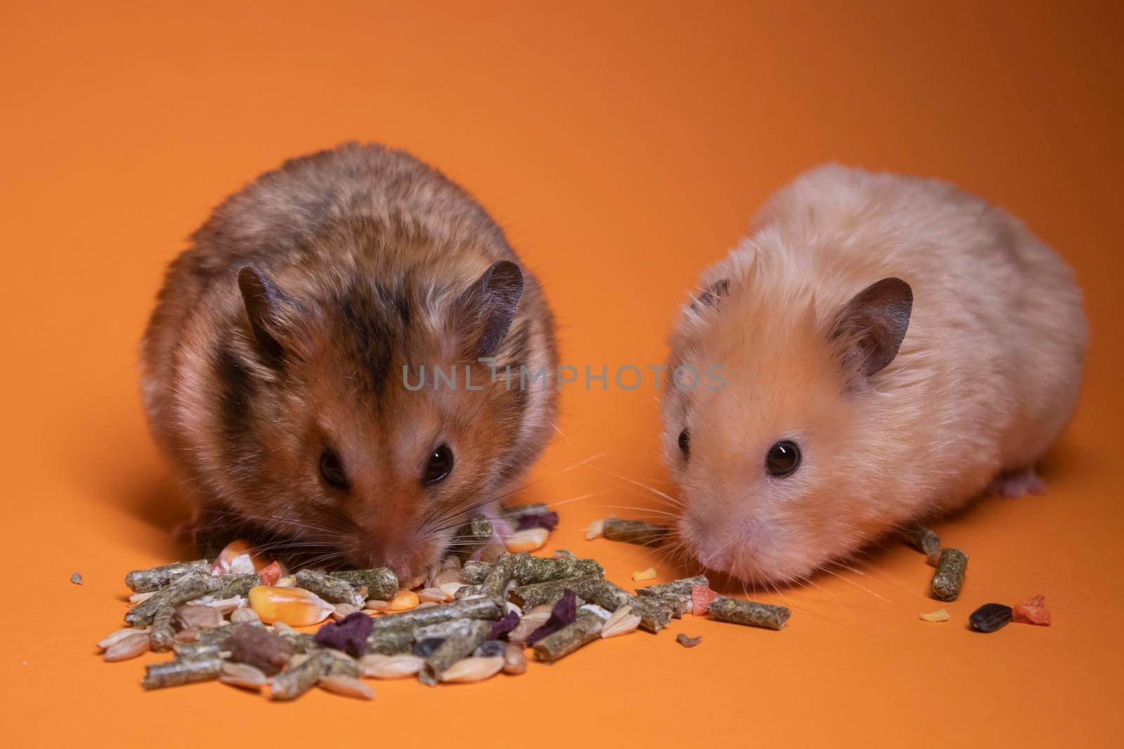 two, brown and beige, hamsters mouses eating food for rodents isolated on orange background. pets, pest by oliavesna