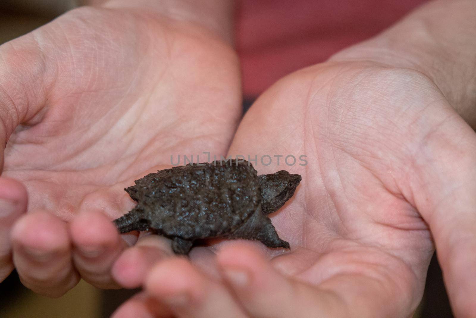 Kids holding a Baby snapping turtle close up by gena_wells