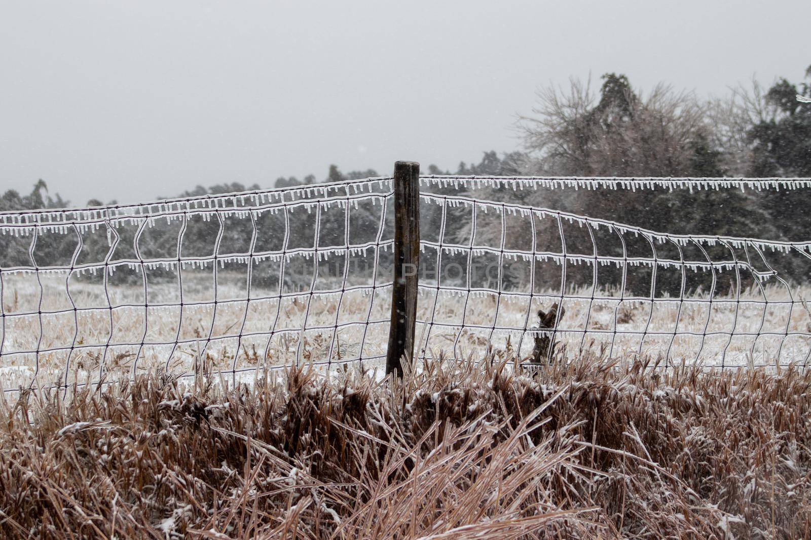 Ice covers wire fence with ice icicles by gena_wells