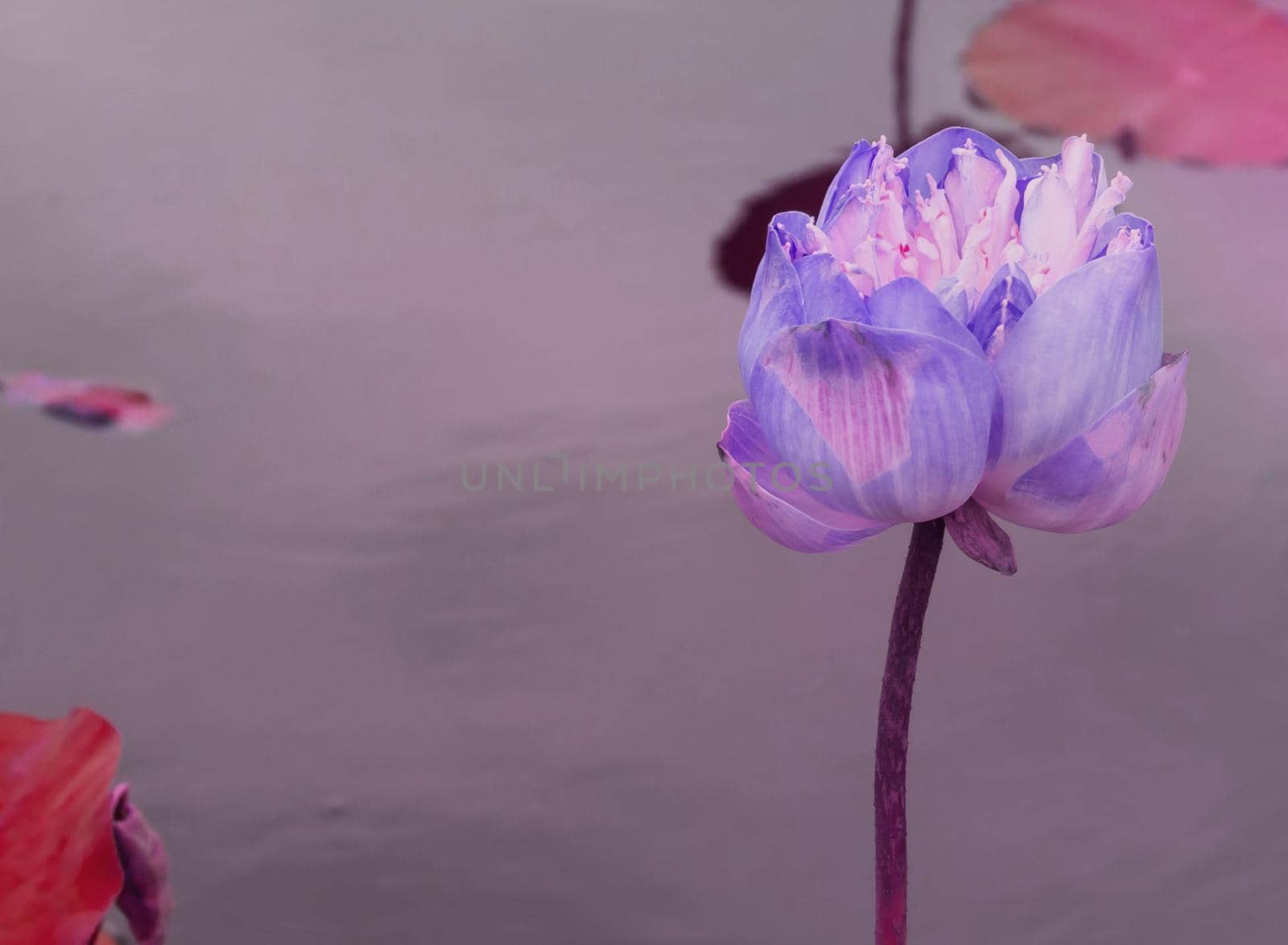 Beautiful Pink Lotus, water plant with reflection in a pond 