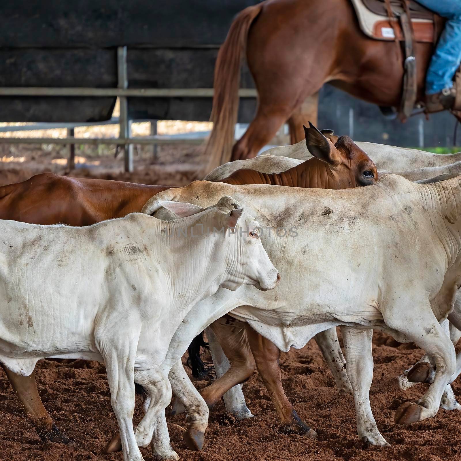 Herd Of Calves In Rodeo Arena by 	JacksonStock