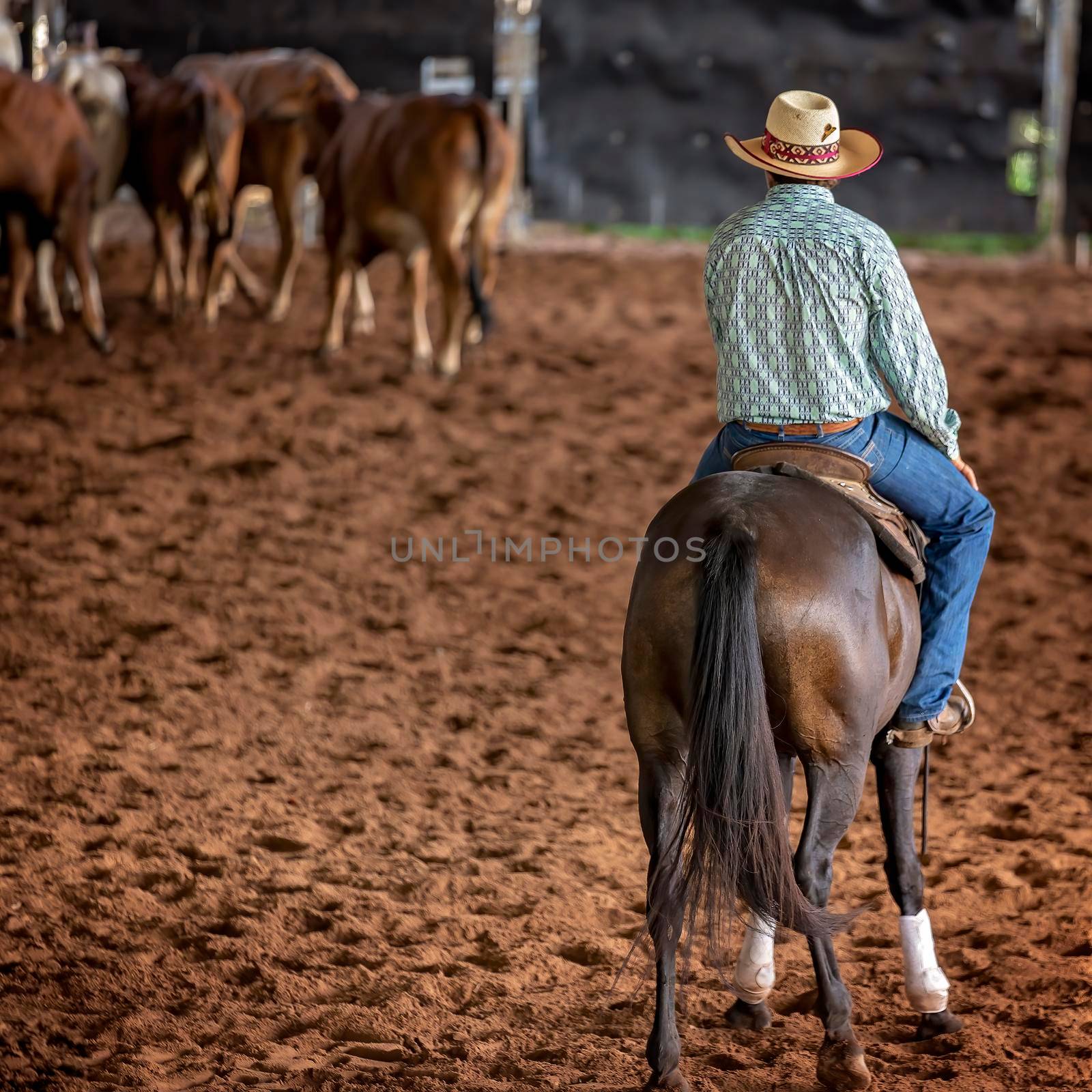 A horse and rider in a western style equestrian cutting competition