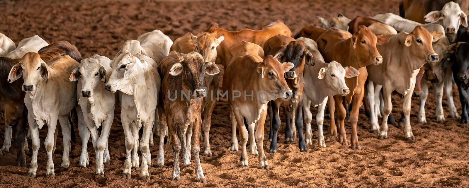 Calves herded in an arena during a cutting competition