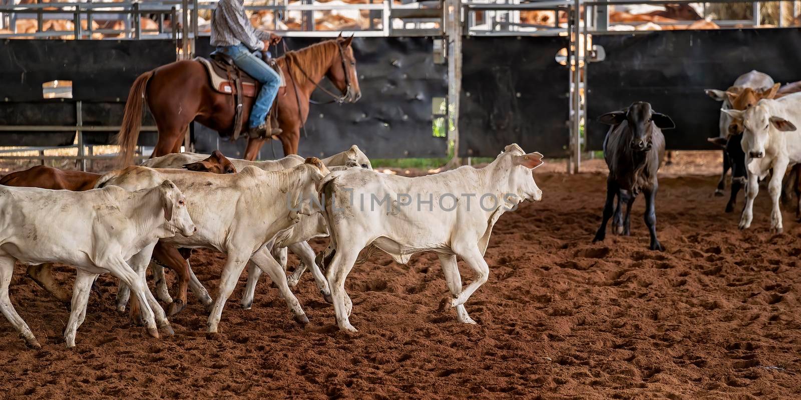 A horse and rider herding calves in a western style equestrian cutting competition