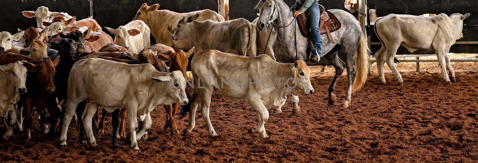 A horse and rider herding calves in a western style equestrian cutting competition