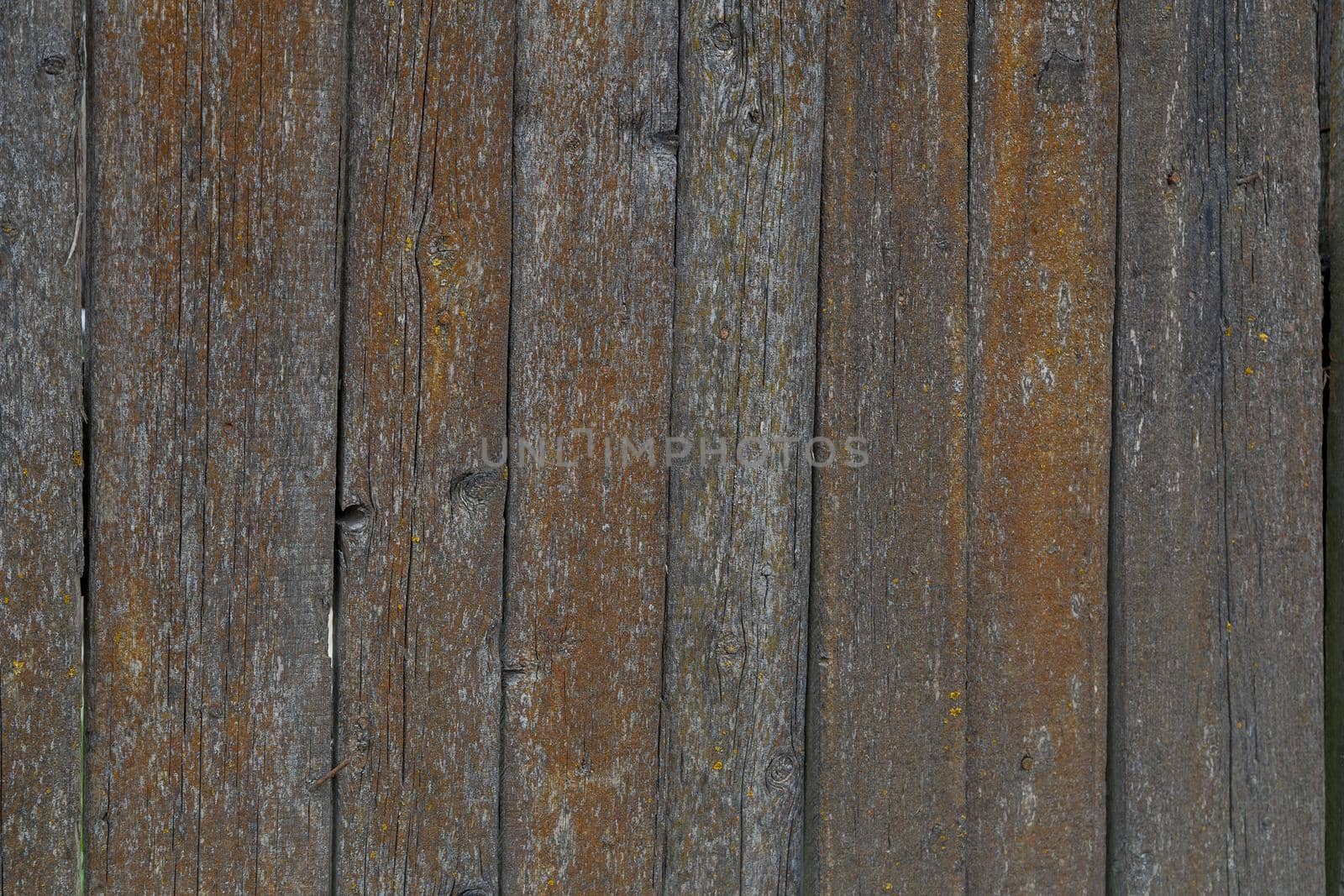 gray dry wooden planks wall surface with orange lichen texture and background.