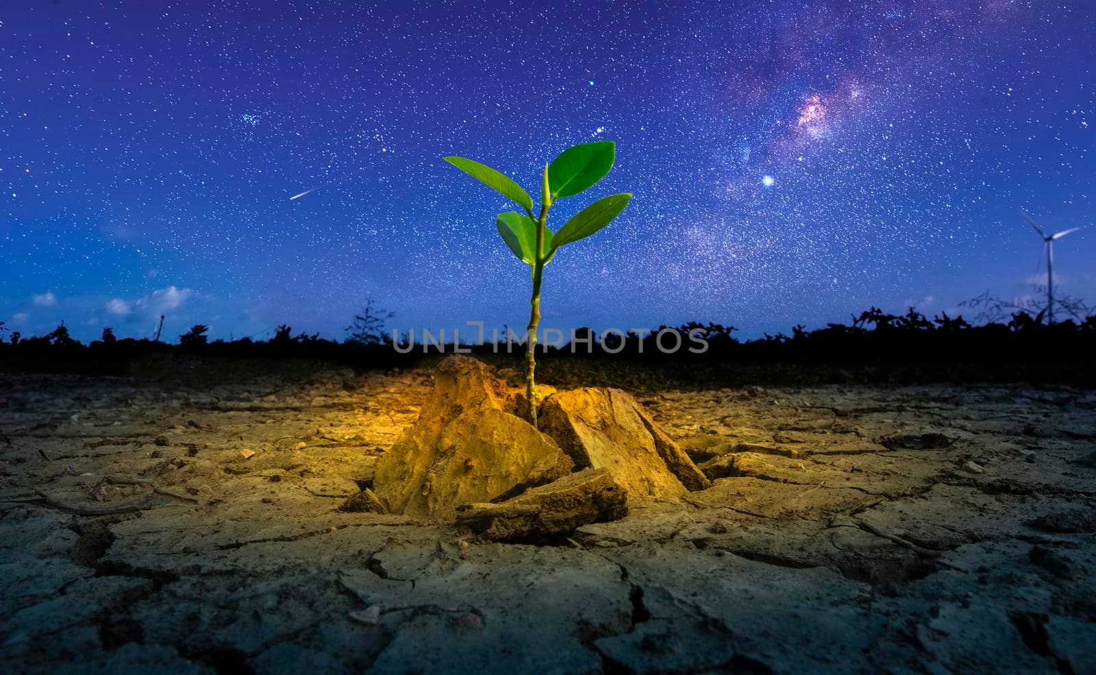 Brown drought dry land soil or cracked ground texture and green tree with from agriculture barren on star and blue sunset sky background, Global warming.