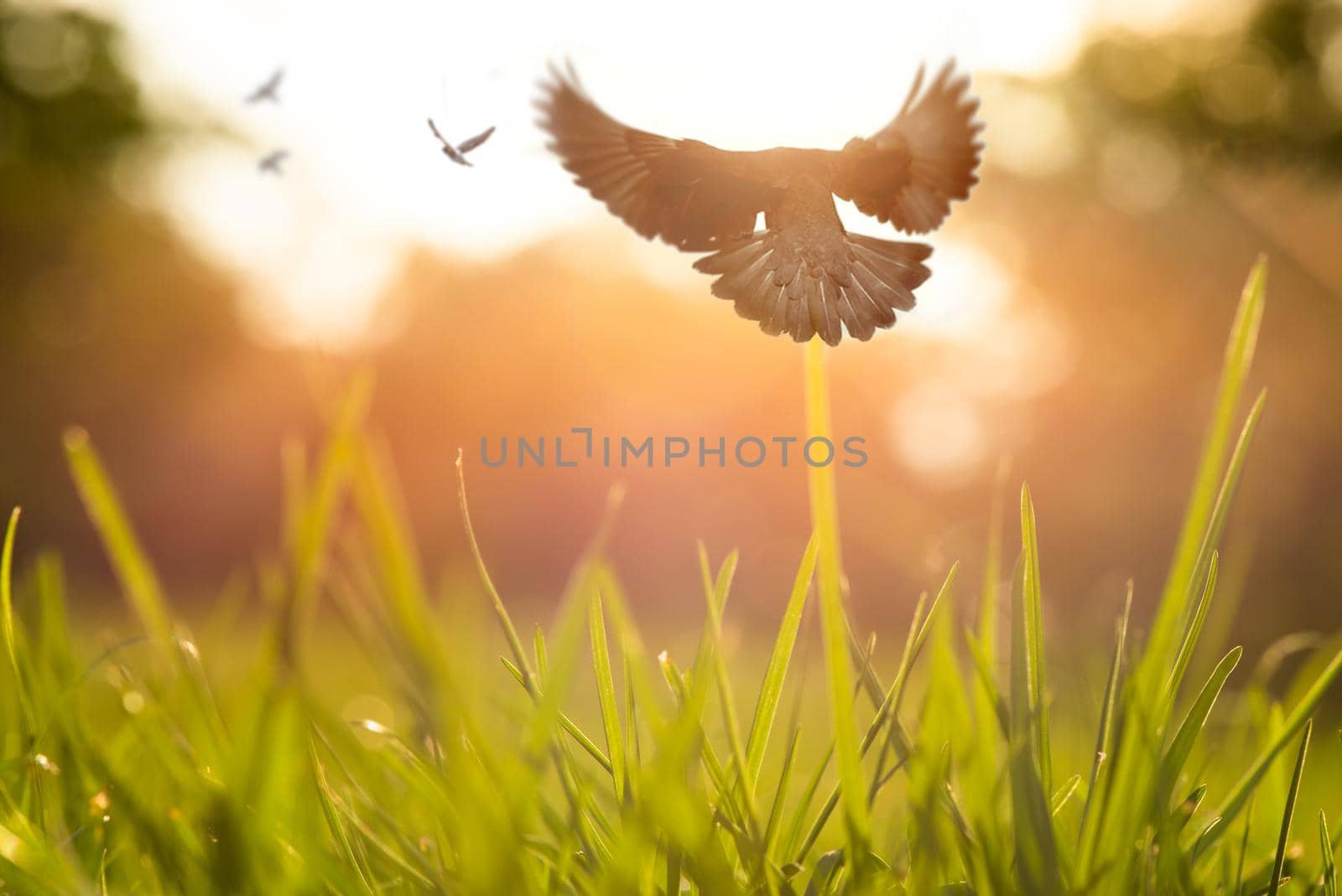 Flying birds over a green grass at sunset.
