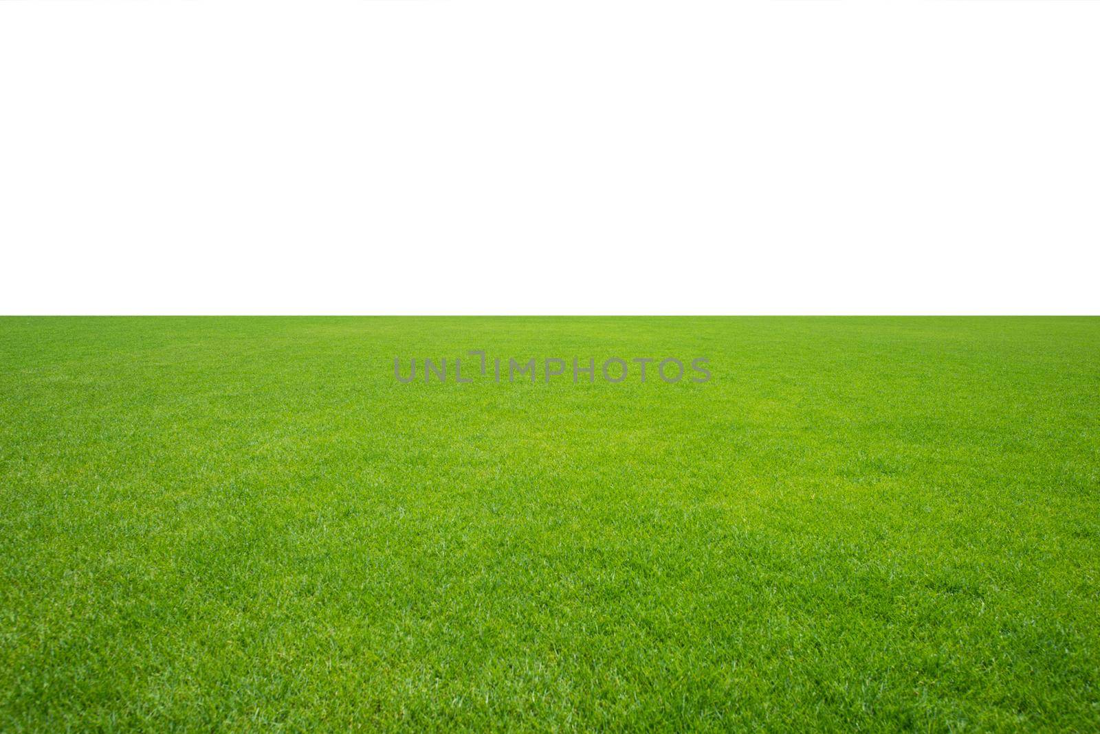 Green grass field isolated on white background. by thanumporn