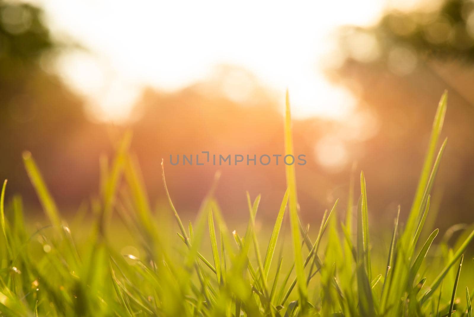 Green grass over the sunset. by thanumporn