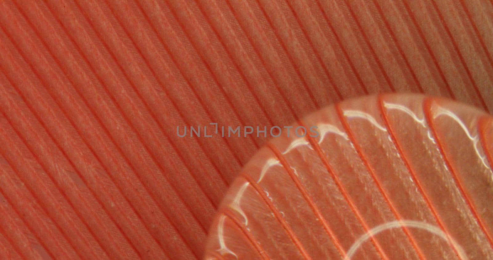 greatly enlarged bird's feather with water droplets