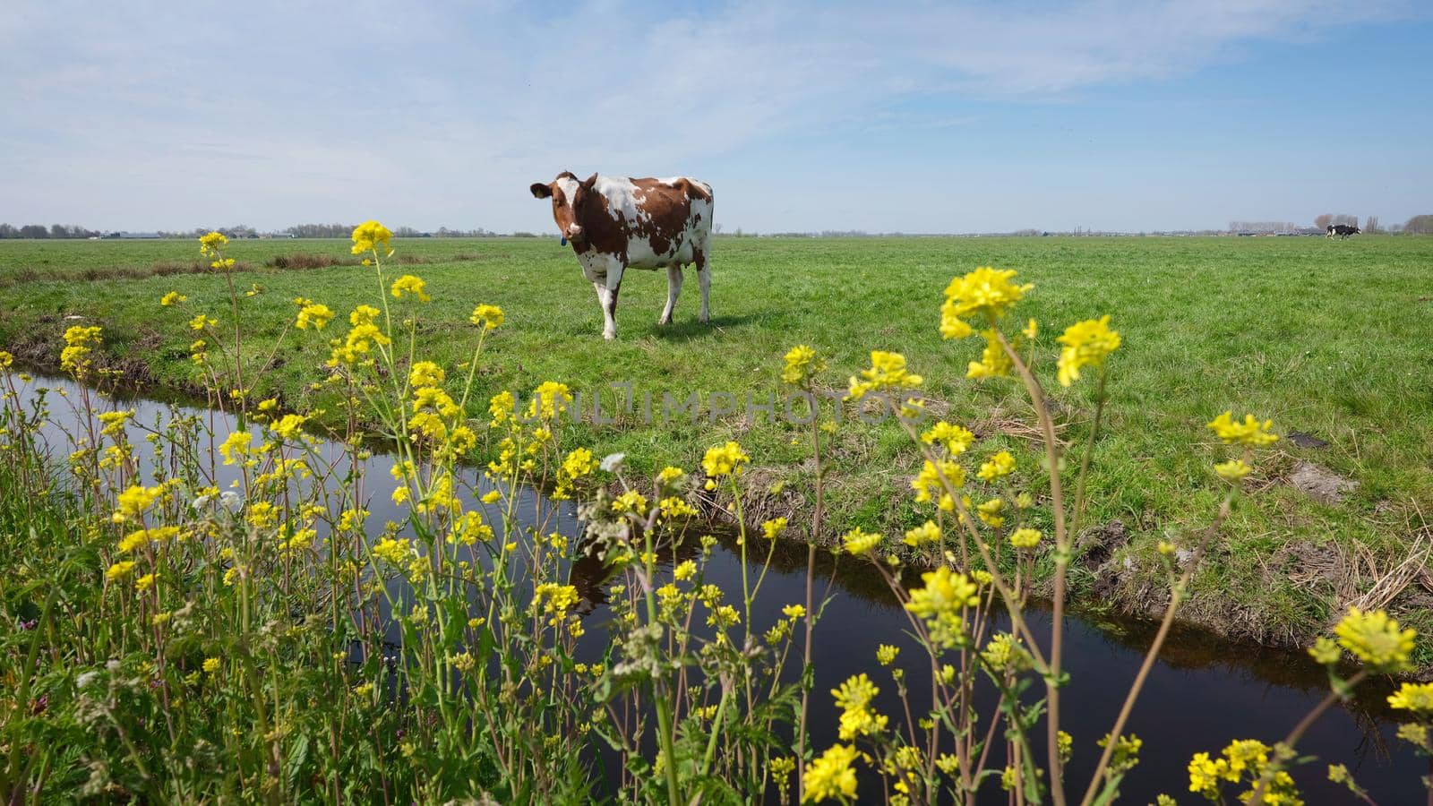 spotted cows and yellow spring flowers in meadow between utrecht and gouda in holland by ahavelaar