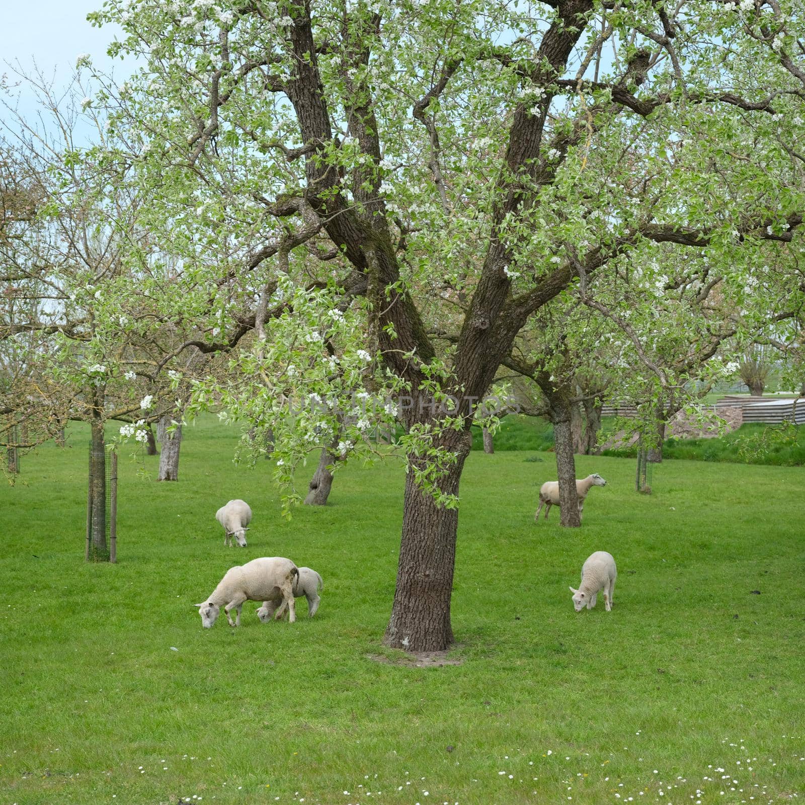 sheep and lambs in spring orchard under blue sky with blossoming trees near Gouda in holland