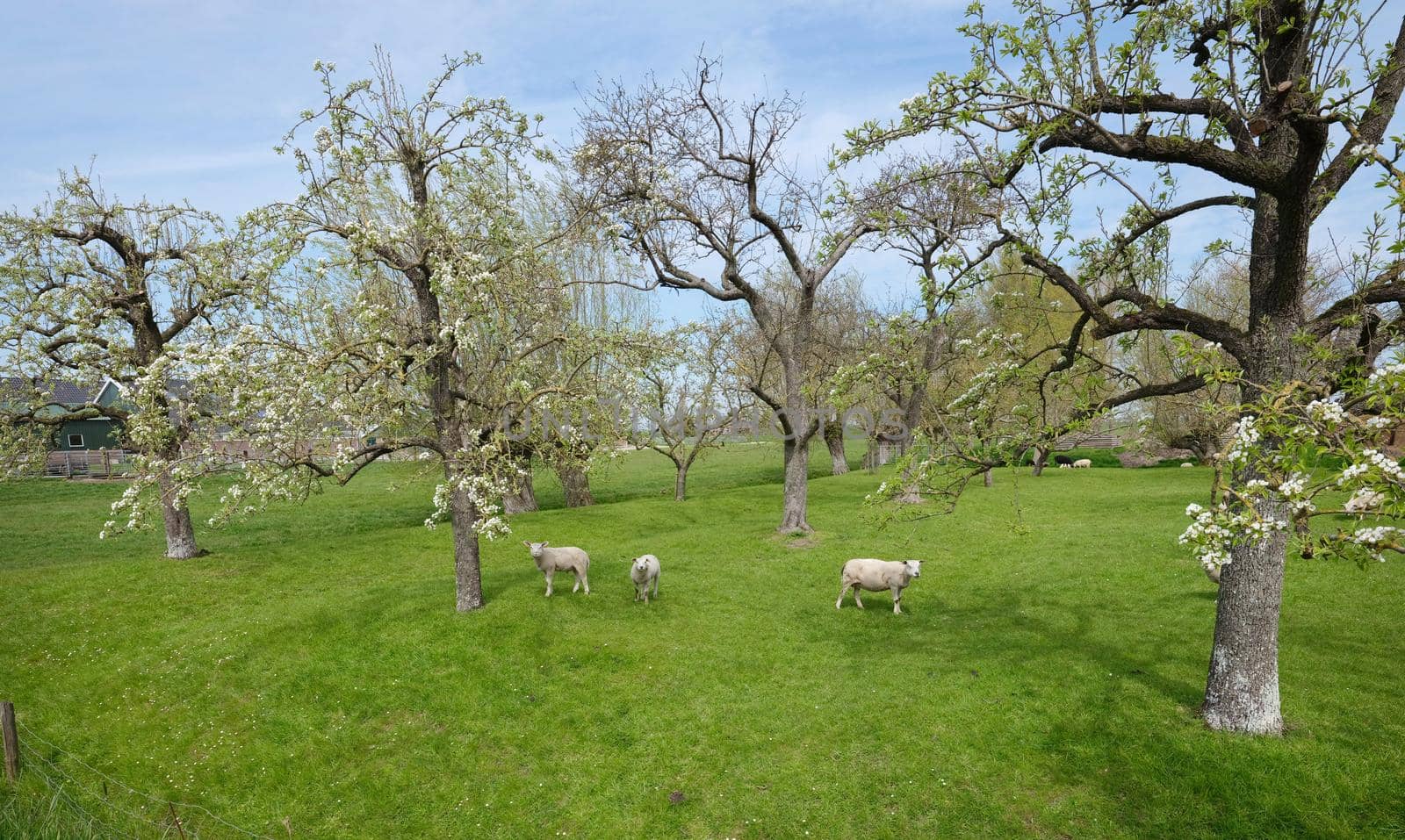 sheep and lambs in spring orchard under blue sky with blossoming trees near Gouda in holland