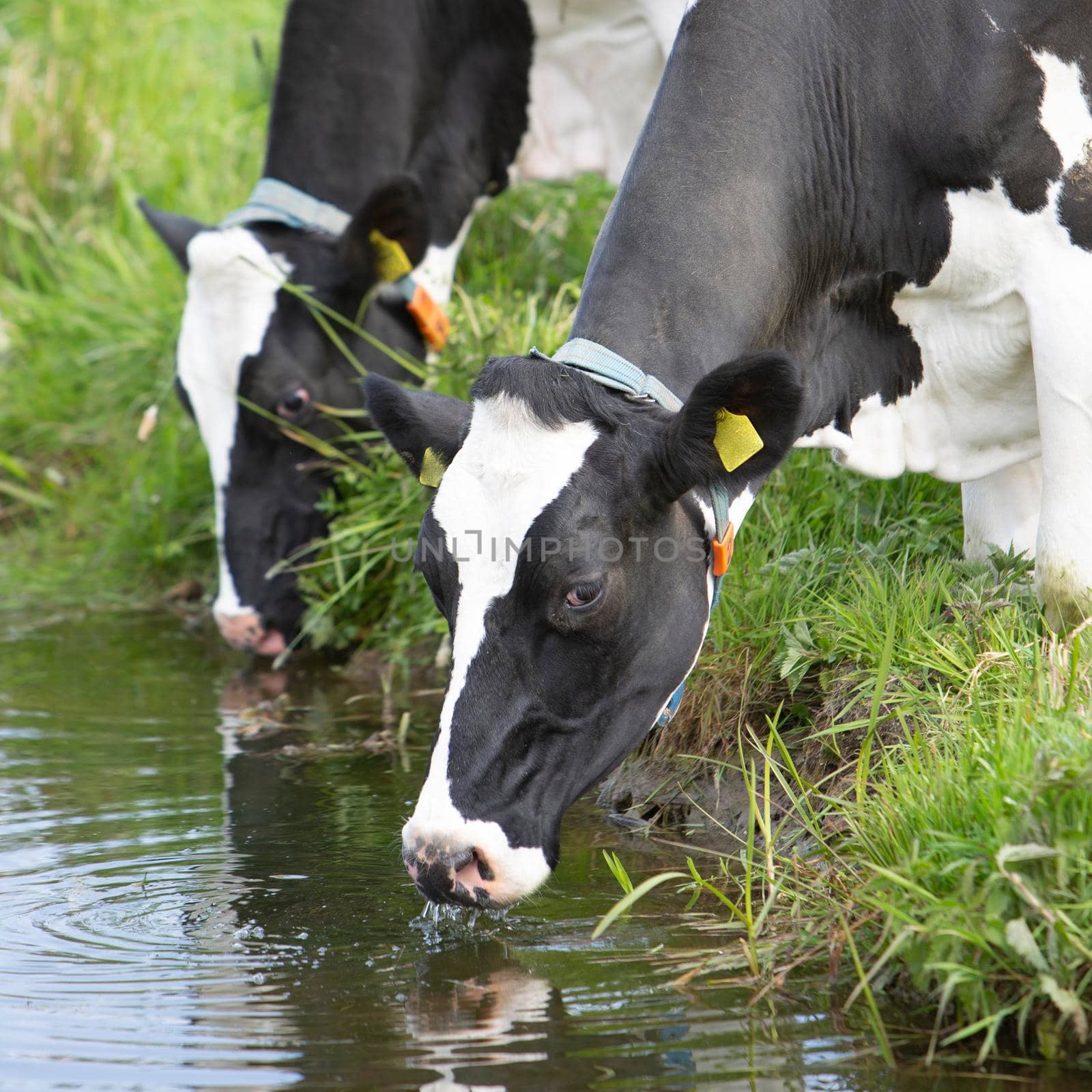 two black and white spotted cows in grassy meadow drink from water of canal in holland