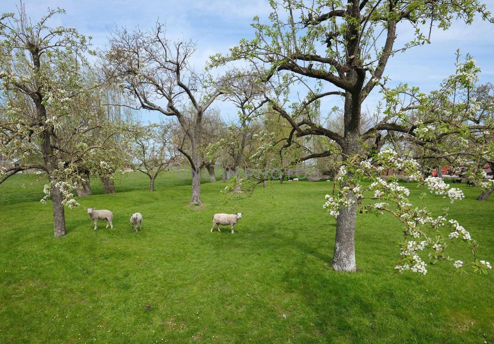 sheep and lambs in spring orchard under blue sky by ahavelaar