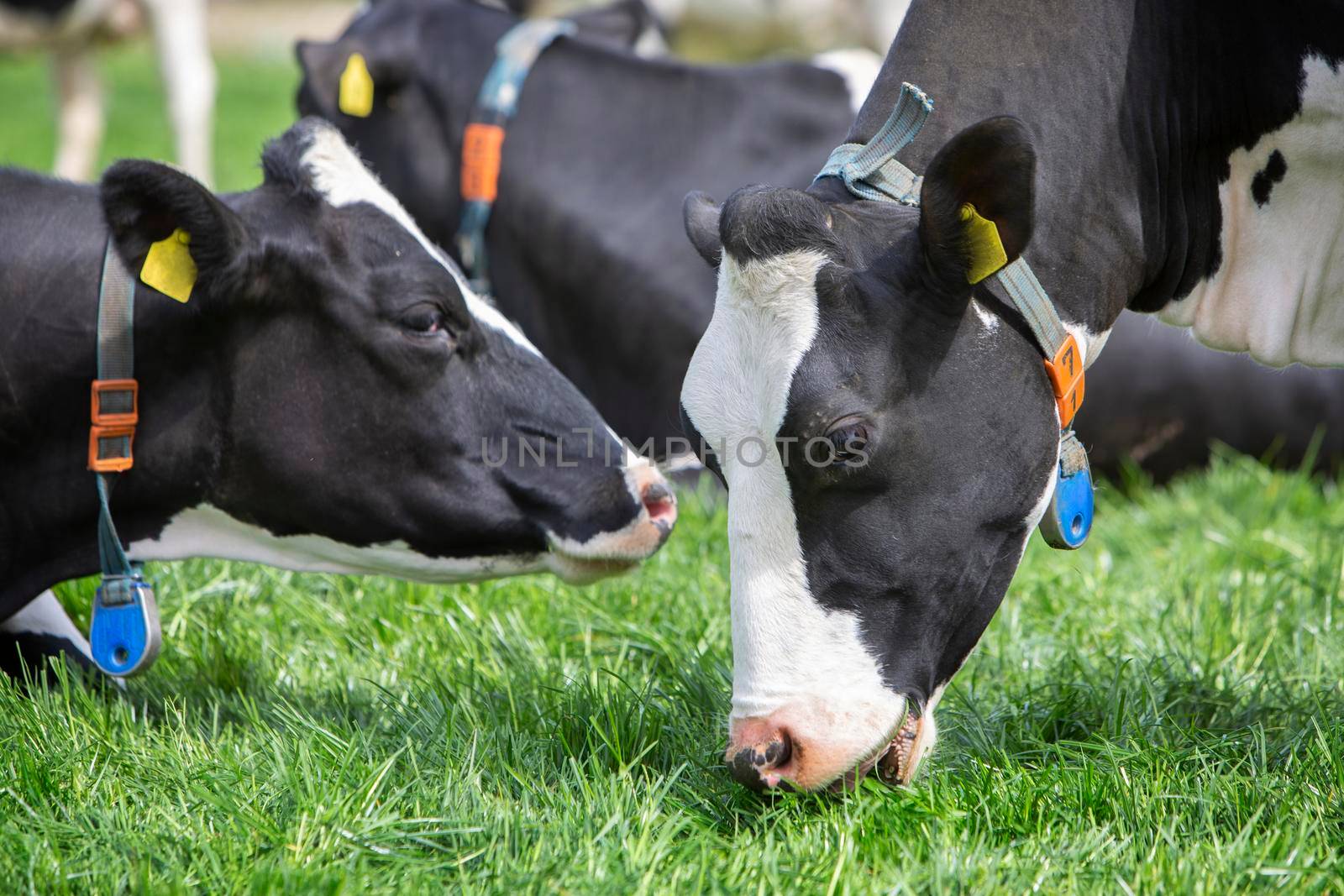 two black and white spotted cows in grassy dutch meadow in holland