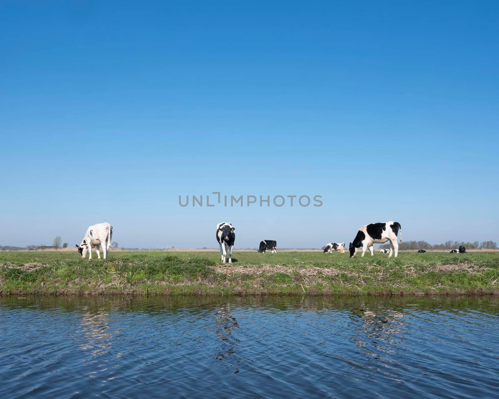 black and white spotted holstein calves in green grassy meadow under blue sky in holland by ahavelaar