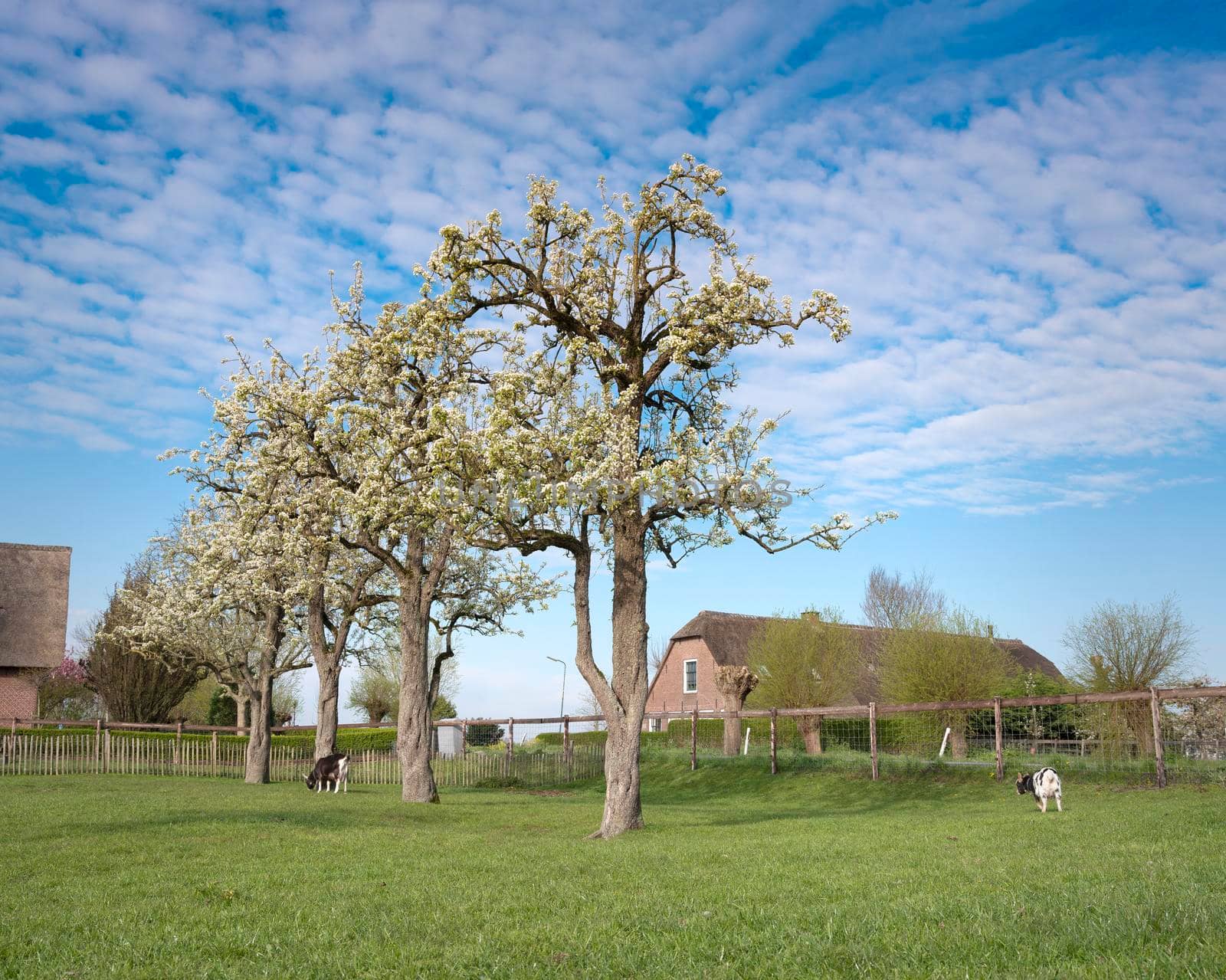 goats near blossoming spring orchard near oudewater in holland by ahavelaar