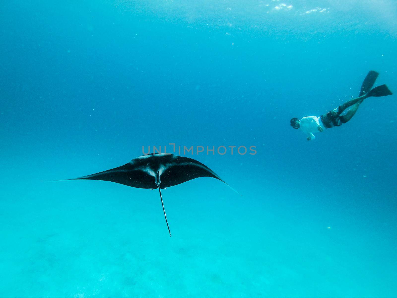 Underwater view of hovering Giant oceanic manta ray, Manta Birostris , and man free diving in blue ocean. Watching undersea world during adventure snorkeling tour on Maldives islands. by kasto