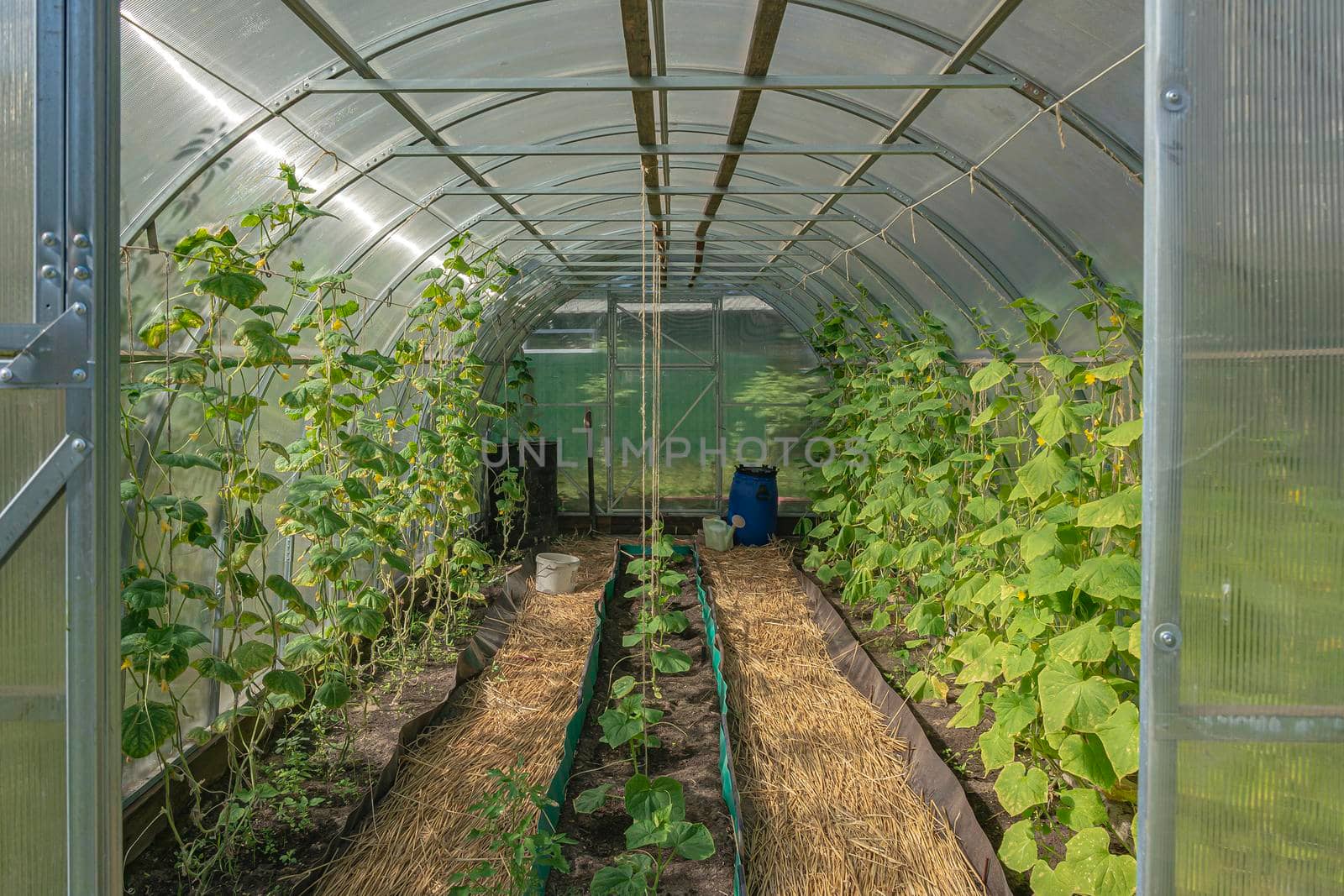 Greenhouse for growing seedlings in the ground. Stock photo.