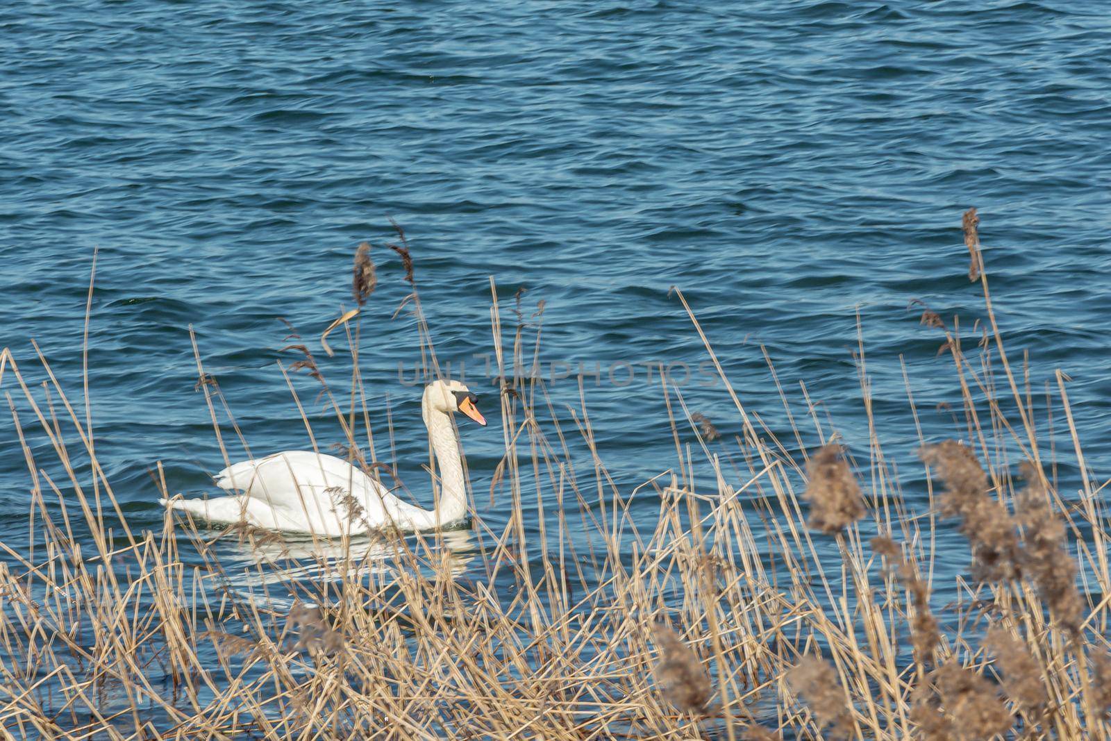 white swan swims on the water behind the coastal reeds. Stock Photo