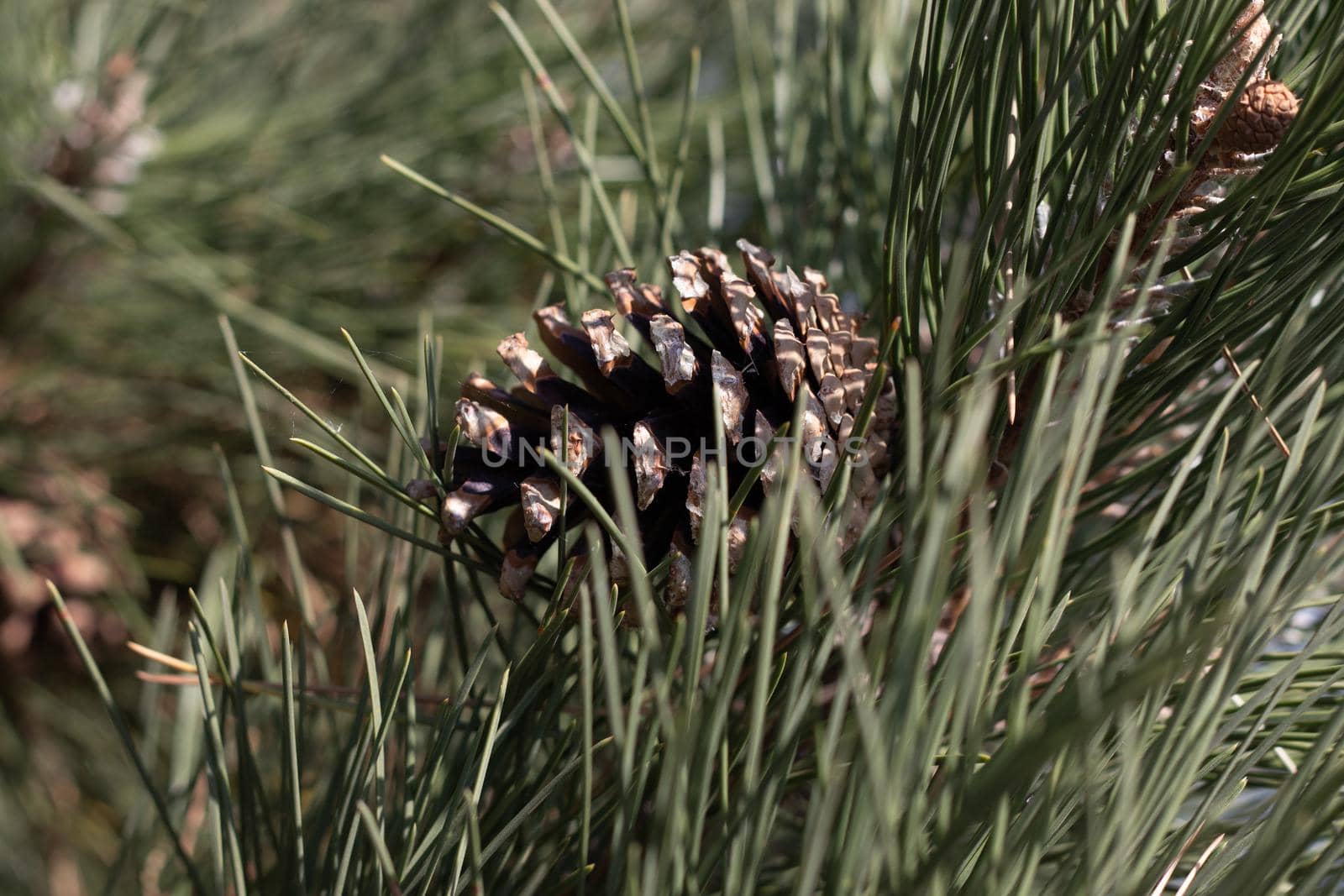 Side Angle view of pine cone on tree branch  by gena_wells