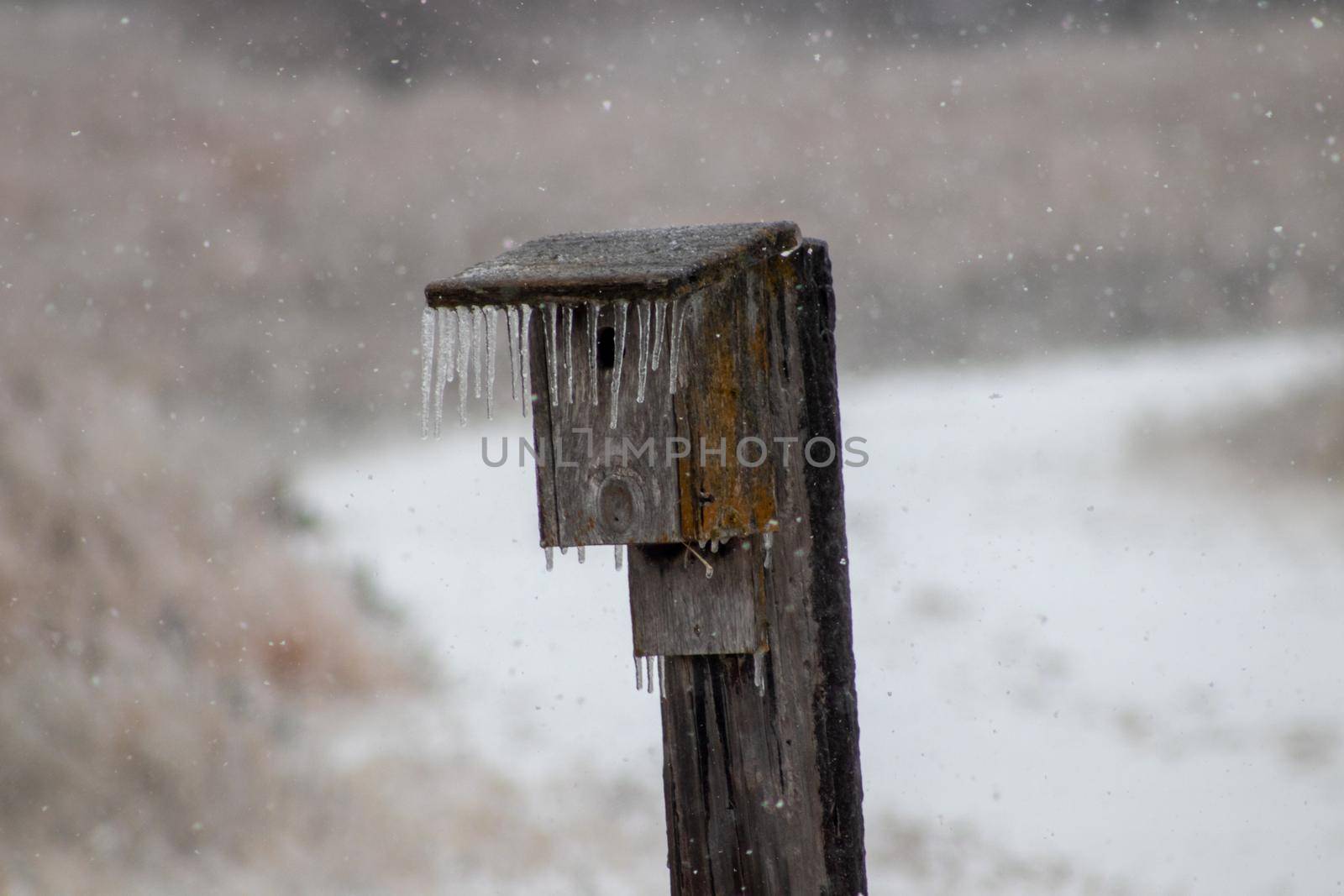 Ice icicles Covered bird house on fence post in November  by gena_wells