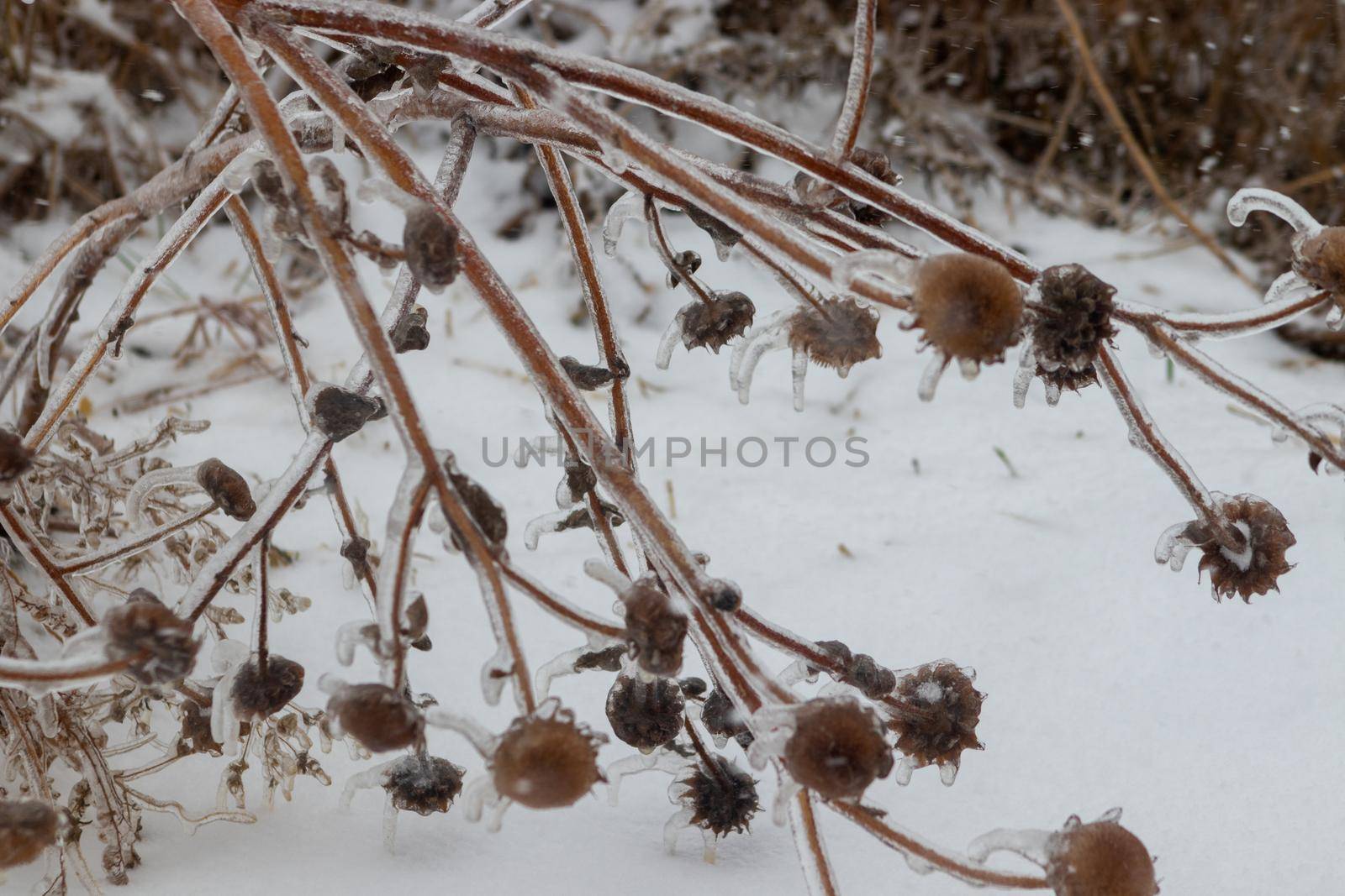 Ice covered branches along the road side . High quality photo