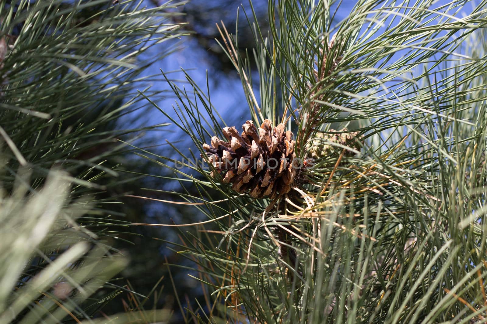 Side Angle view of pine cone on tree branch  by gena_wells