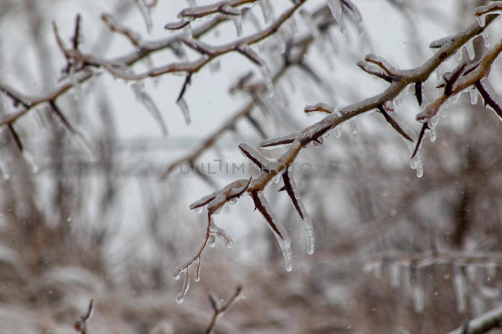 Close up of icy covered spiky tree branches . High quality photo