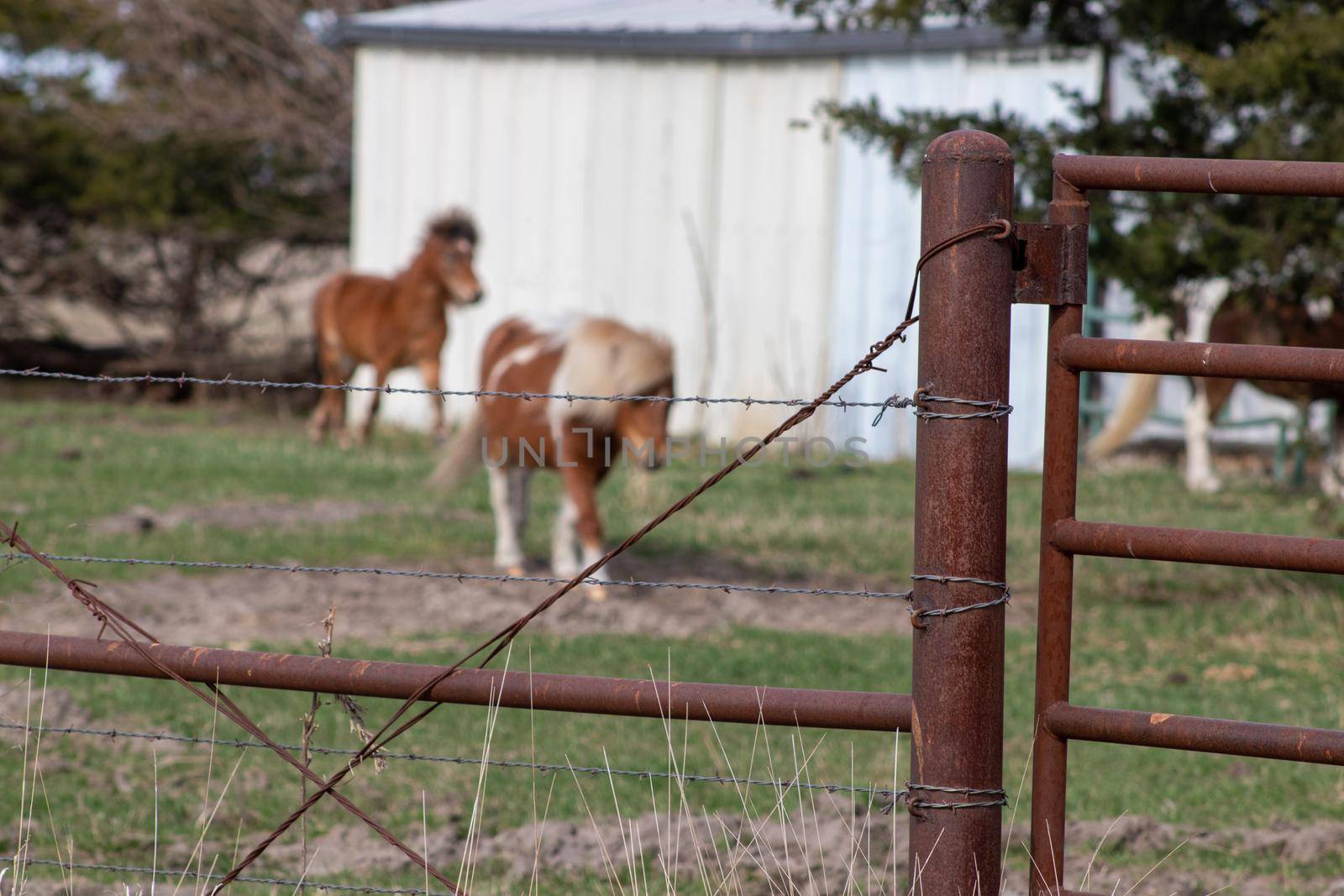 A group of brown and white donkeys standing next to a barn  by gena_wells