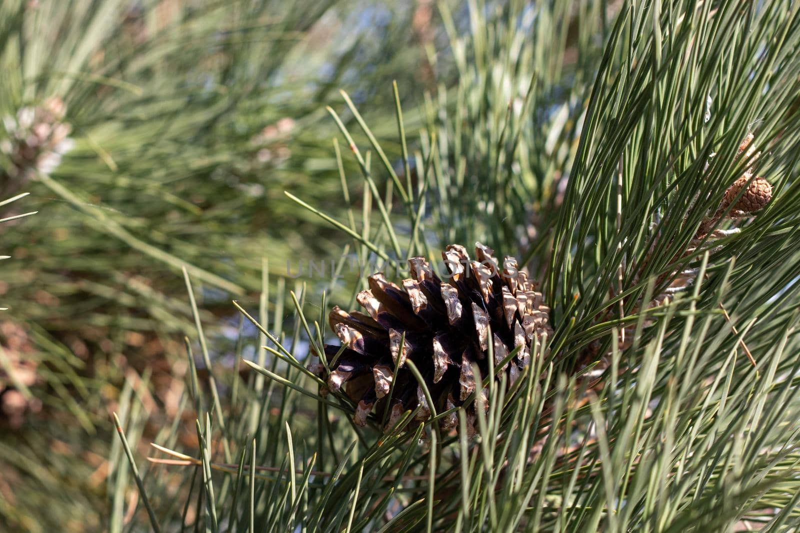 Side Angle view of pine cone on tree branch . High quality photo