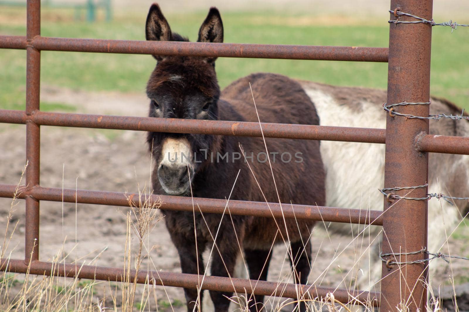 A group of brown donkey standing next to a wire fence by gena_wells