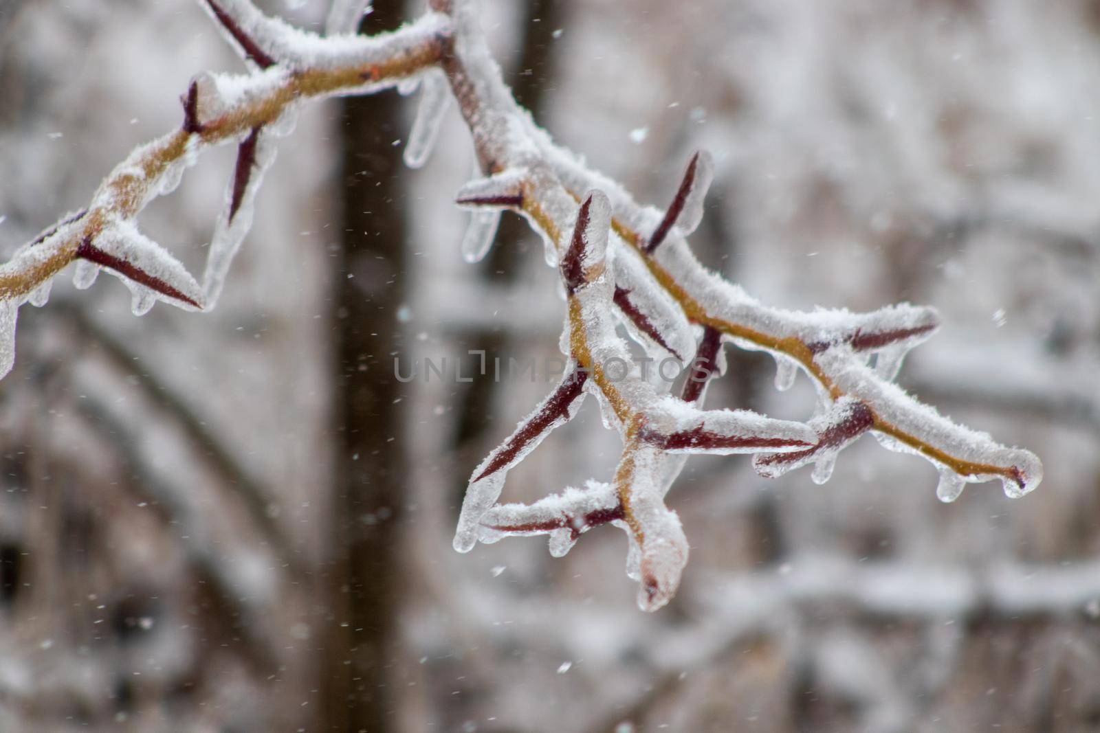 Close up of ice covered tree branches  by gena_wells