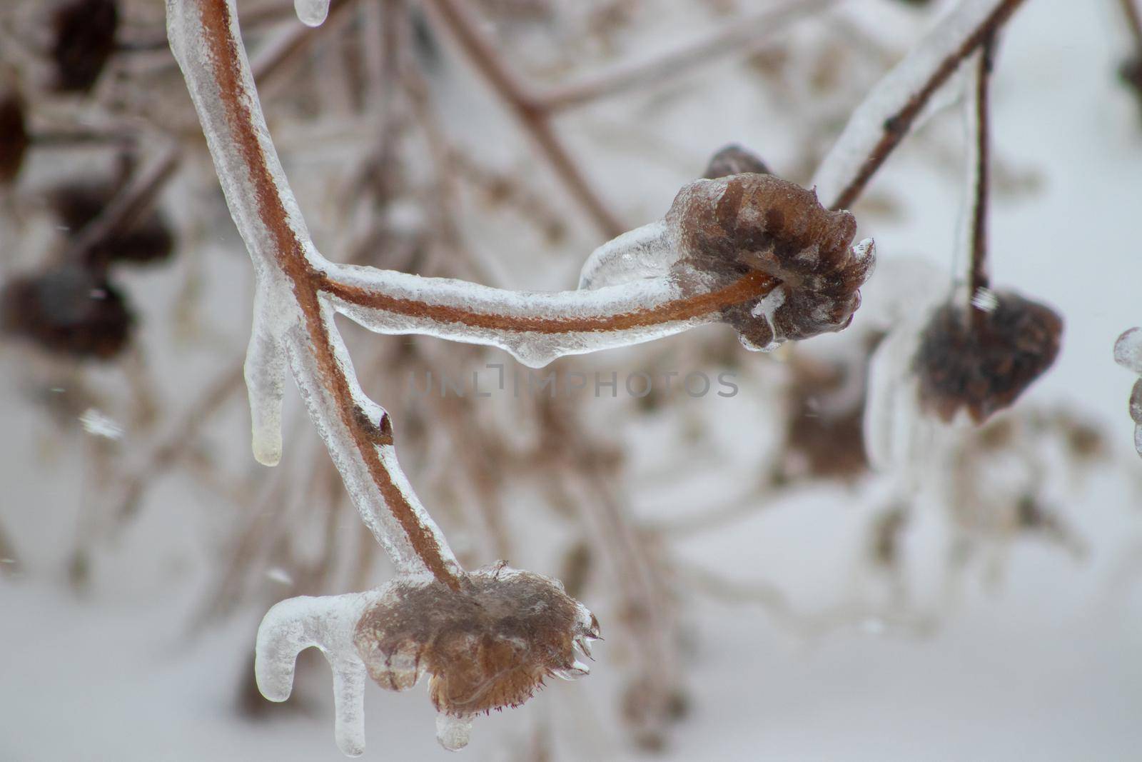 Ice covered plants close up in the winter  by gena_wells