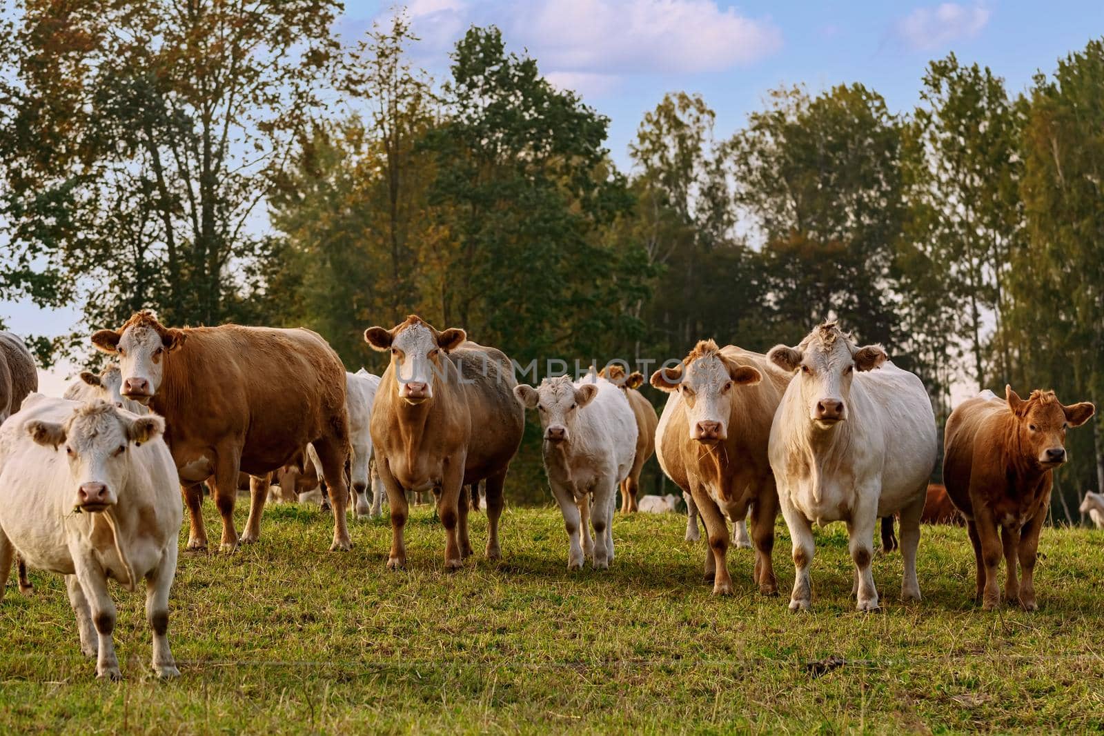 Cows on the pasture in rural area