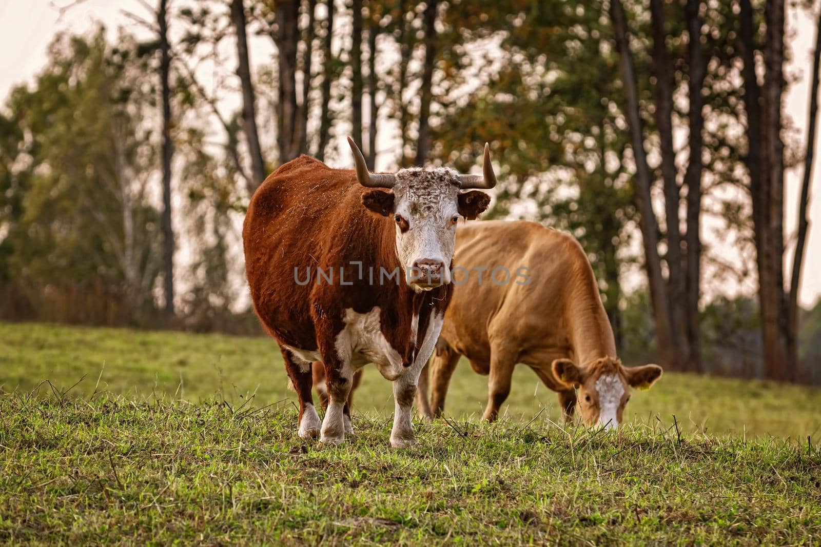Cows on the pasture in rural area
