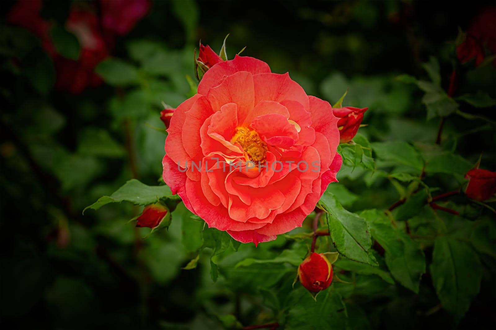 Rose flower against the green background