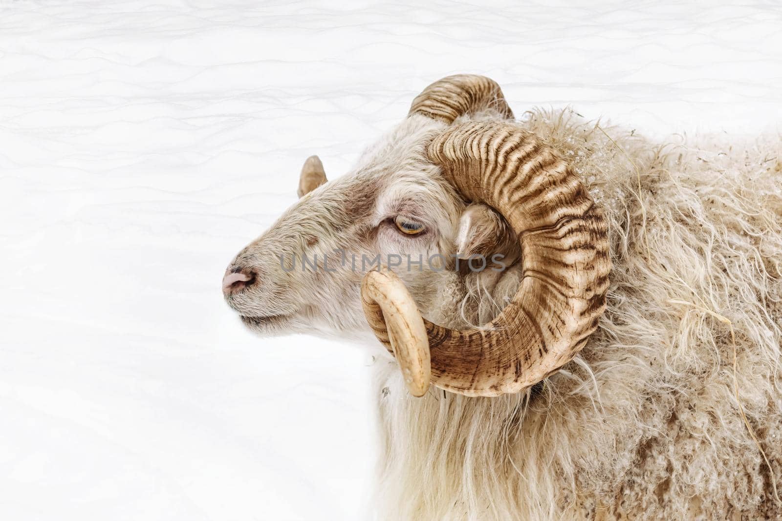 Portrait of a ram with big horns