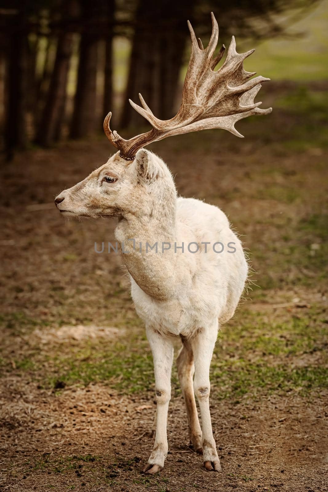 Portrait of white fallow deer by SNR