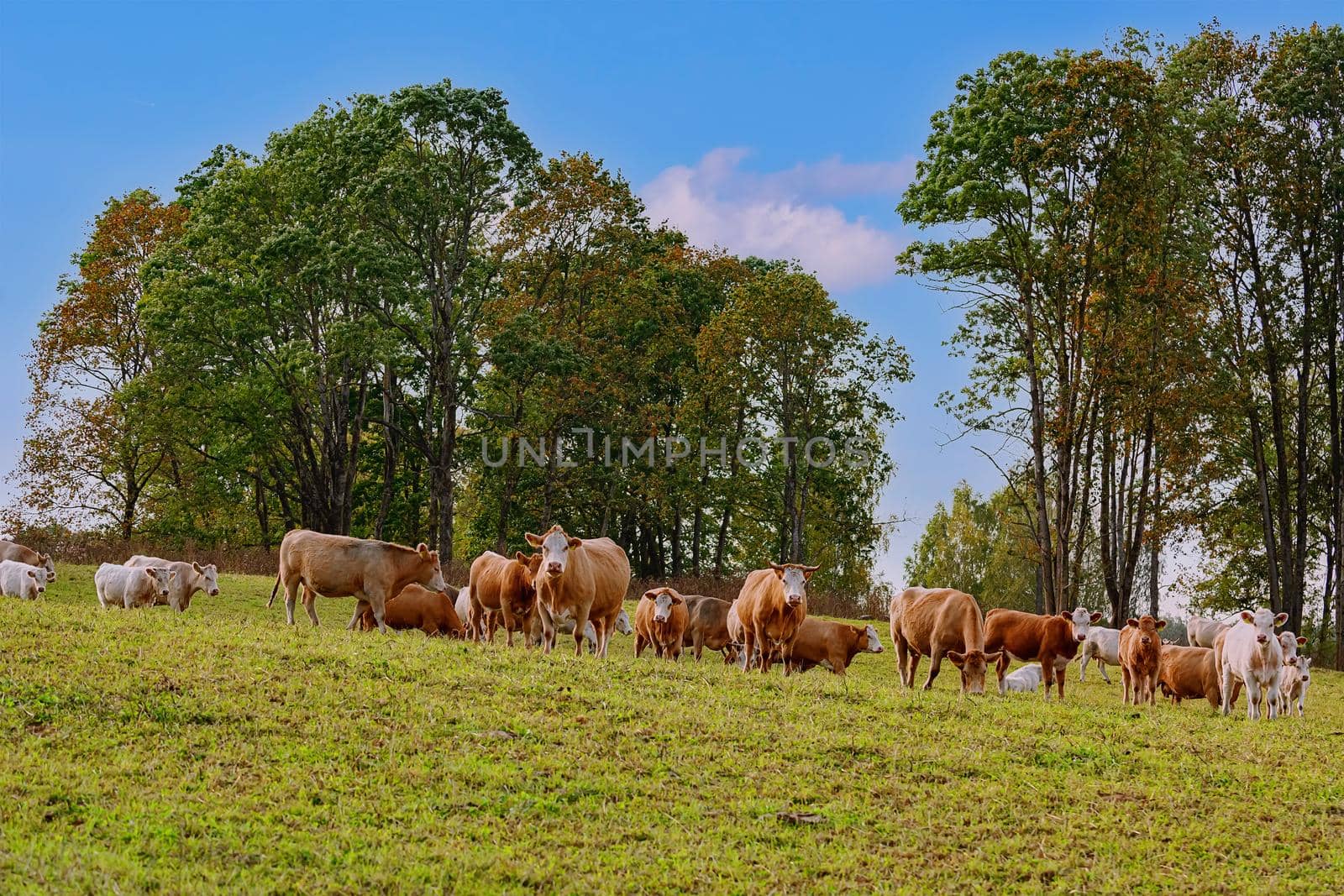 Cows on the pasture by SNR