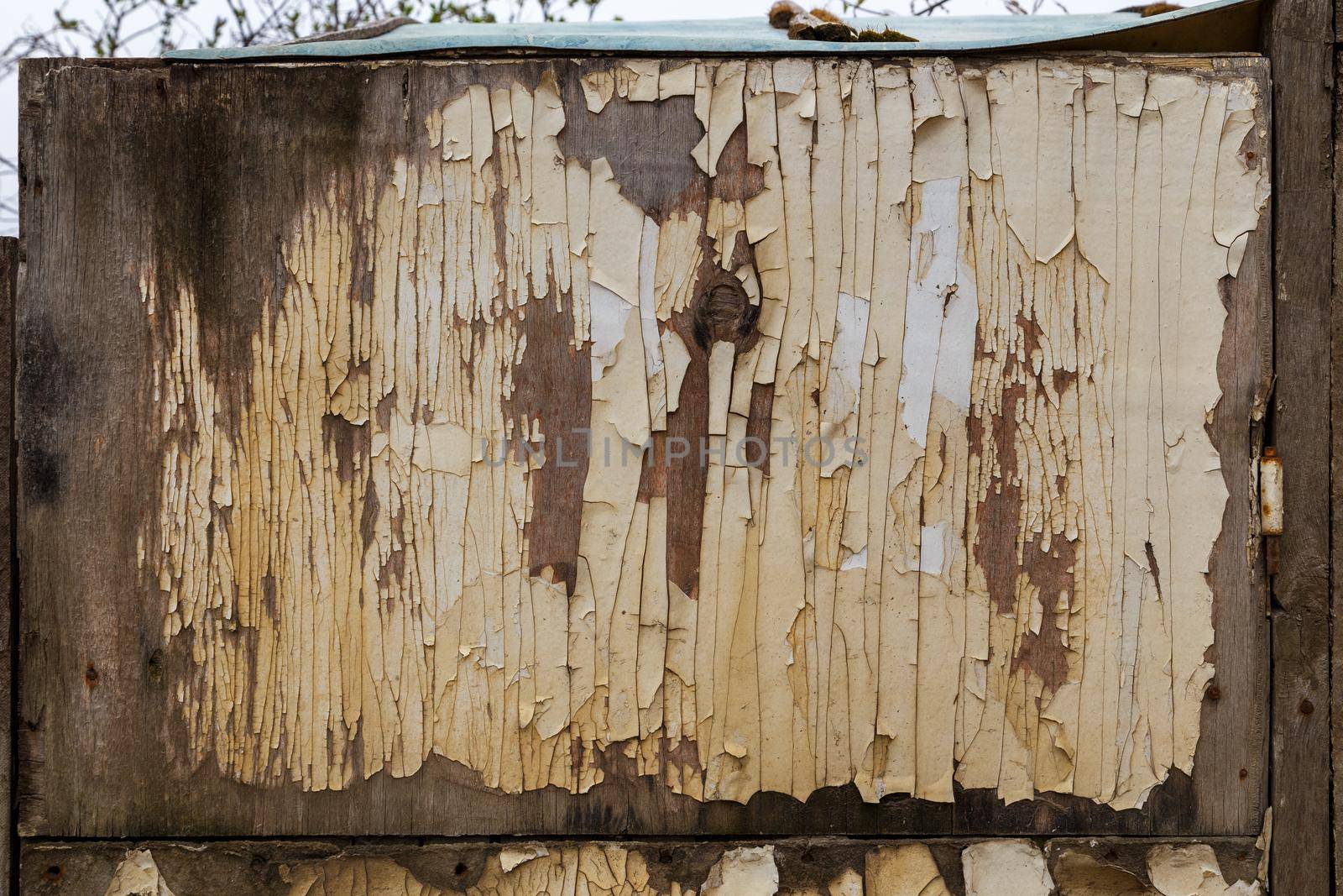 peeled off white paint on old rotten fibreboard surface.