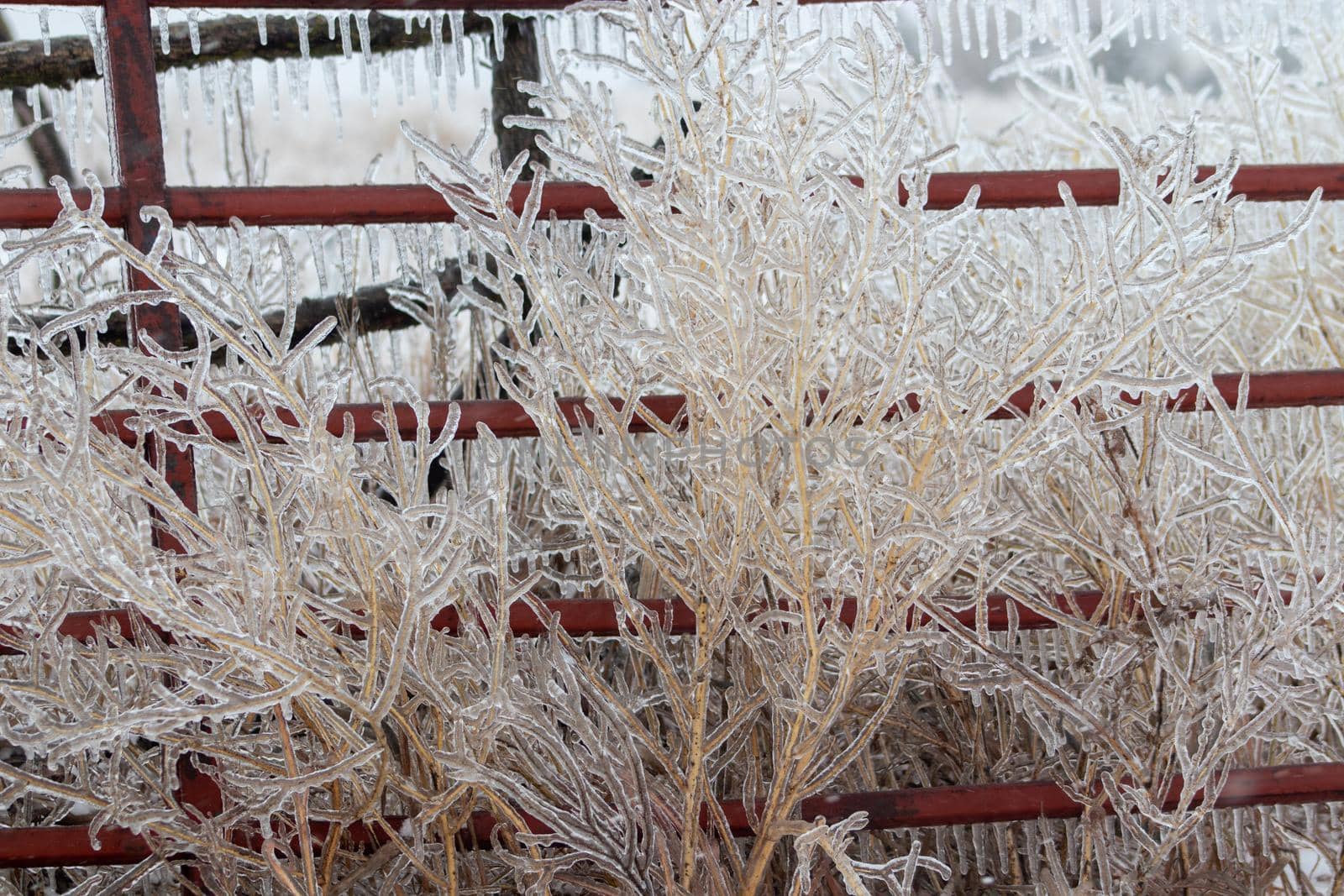 Ice covered tall grass in front of fencing  by gena_wells