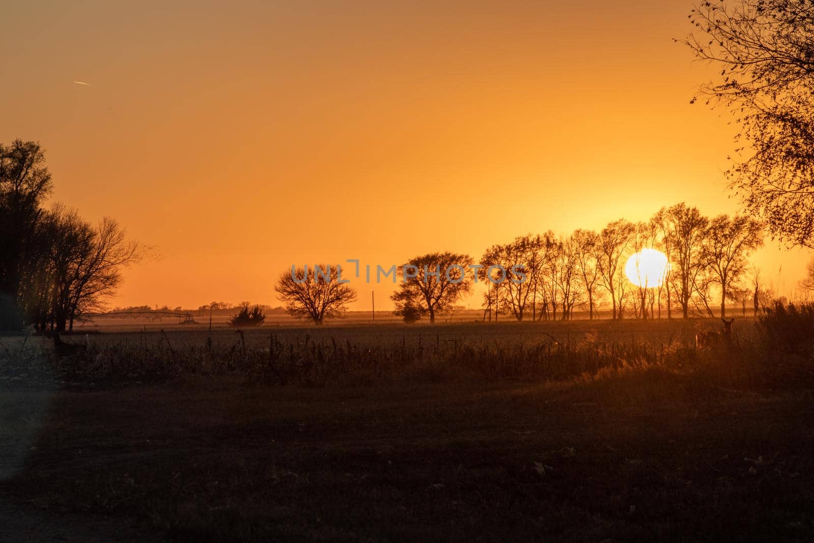 Nebraska sunset behind trees and over fields by gena_wells