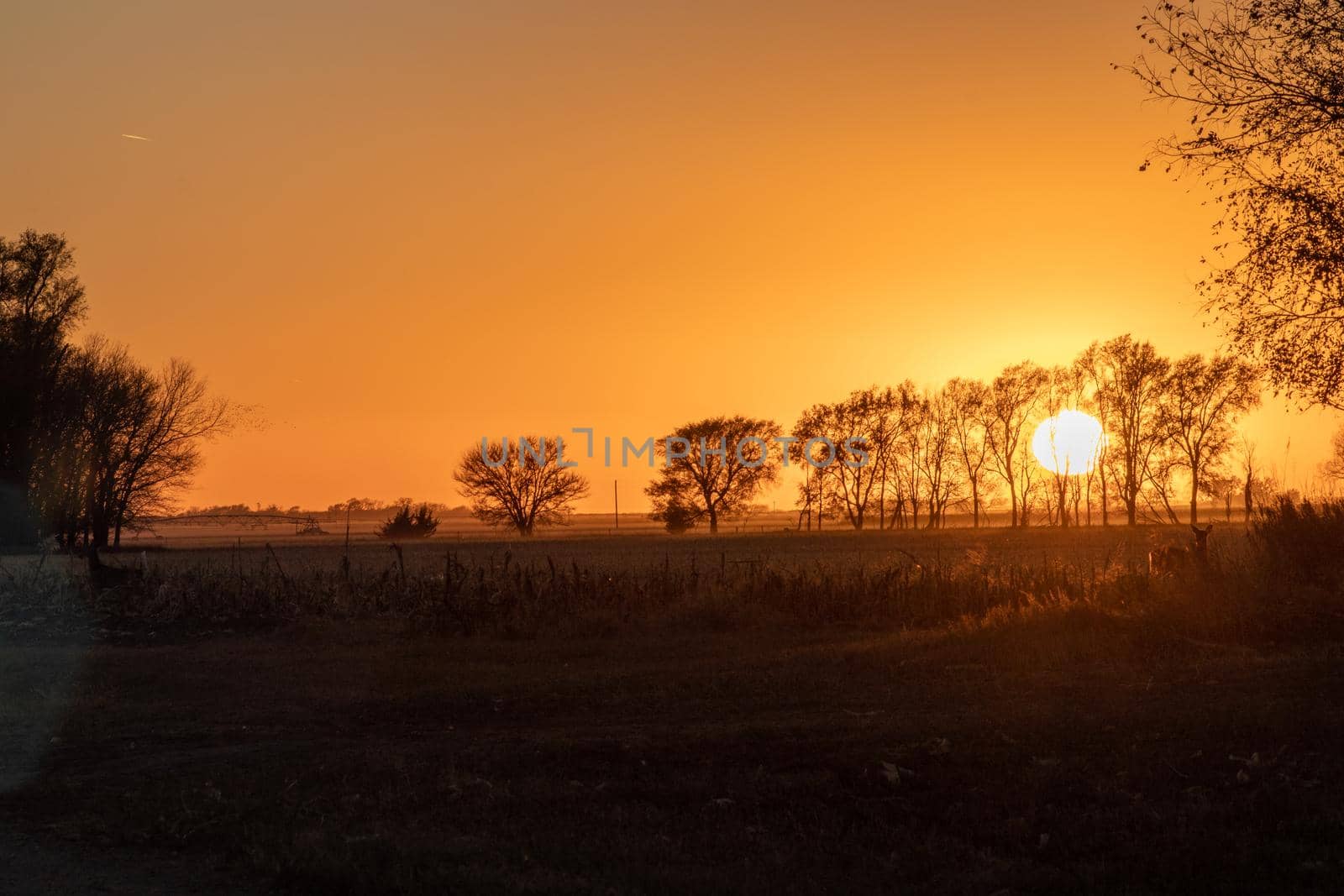 Nebraska sunset behind trees and over fields . High quality photo