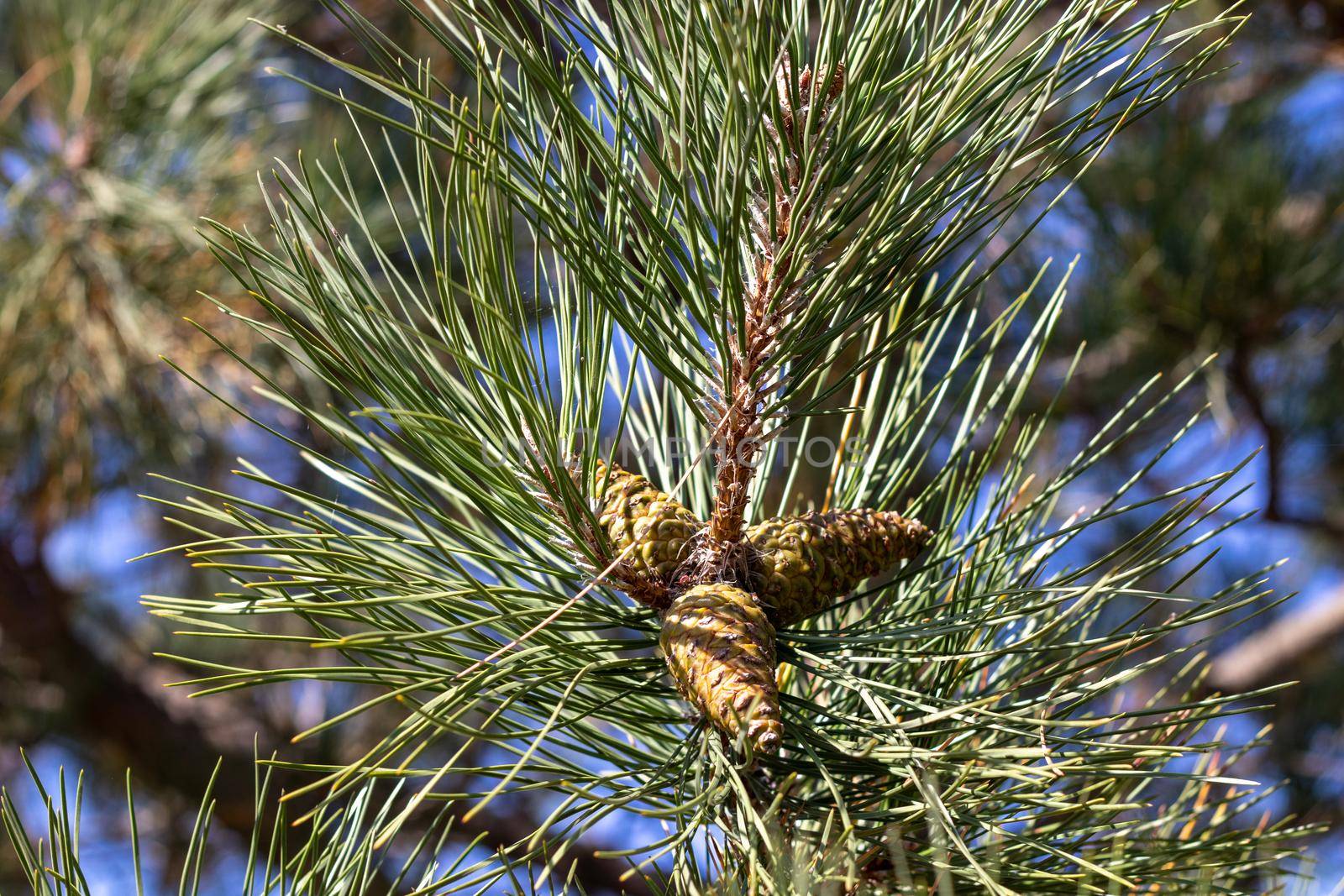 Side Angle view of pine cone on tree branch by gena_wells